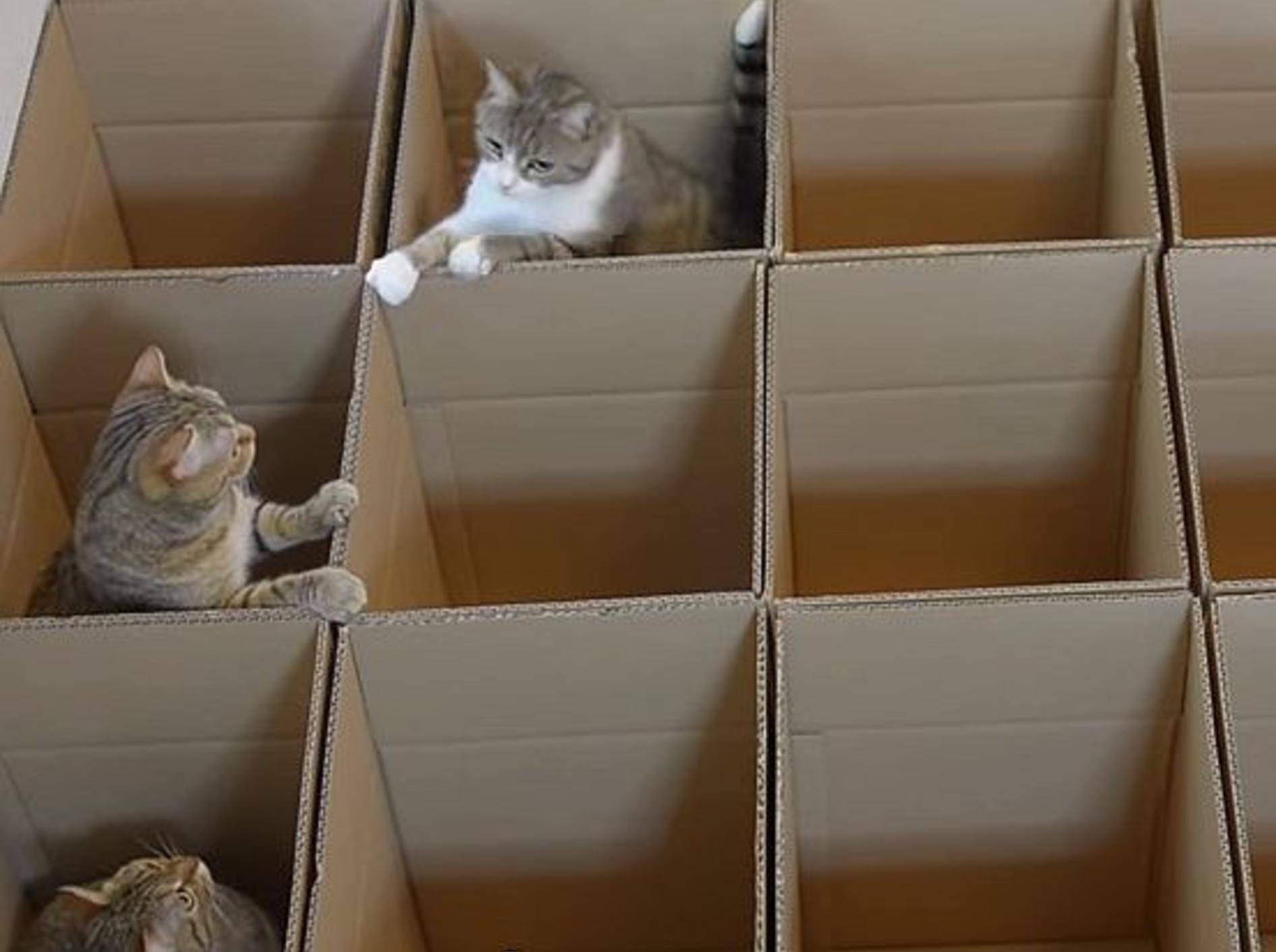 Toller Spielplatz: Kartonparadies für Katzen – Bild: Youtube / ９Cats.
