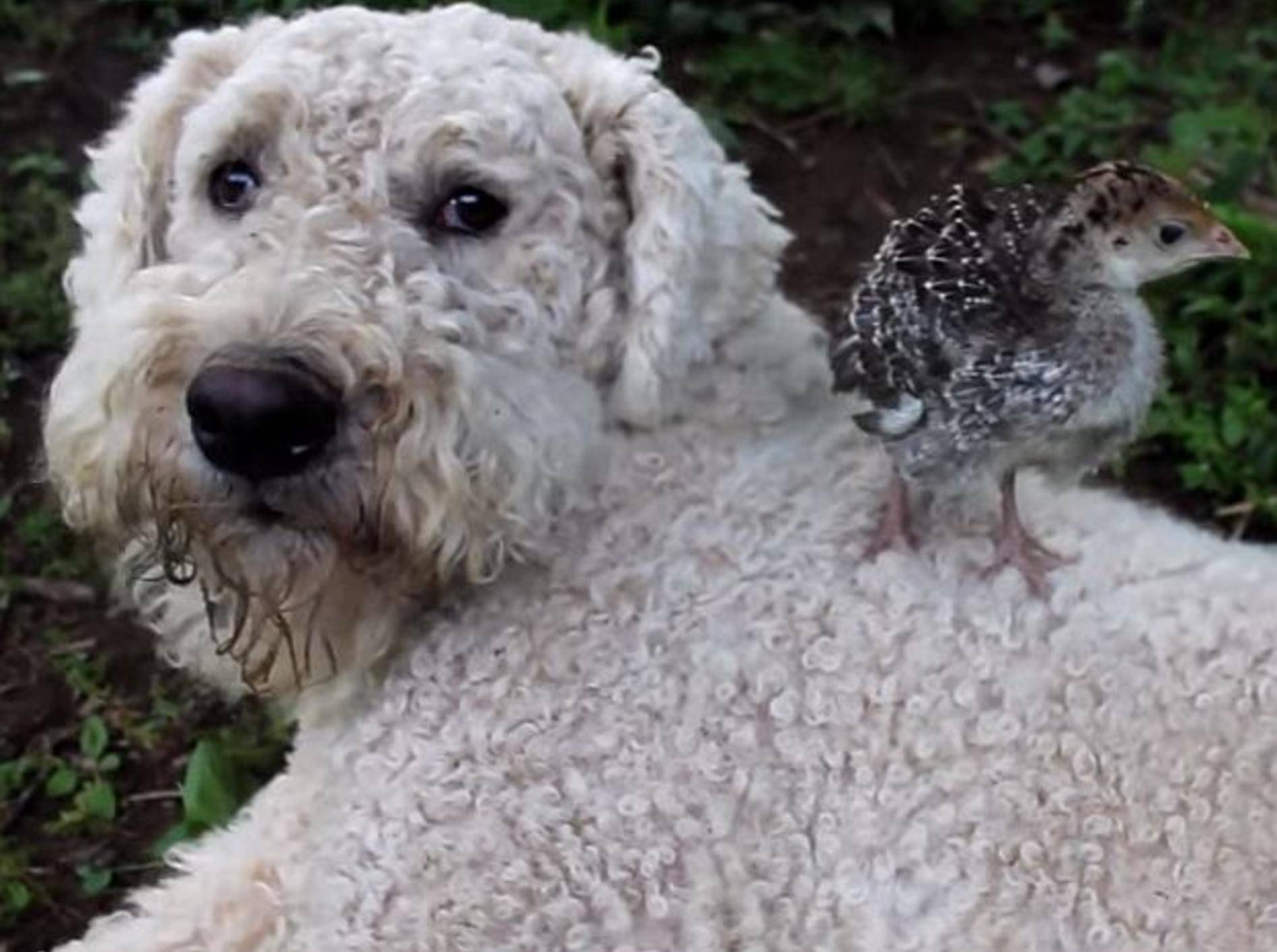 Zwei tierische Babysitter jobben auf dem Bauernhof – Bild: Youtube / Lil'Critterz
