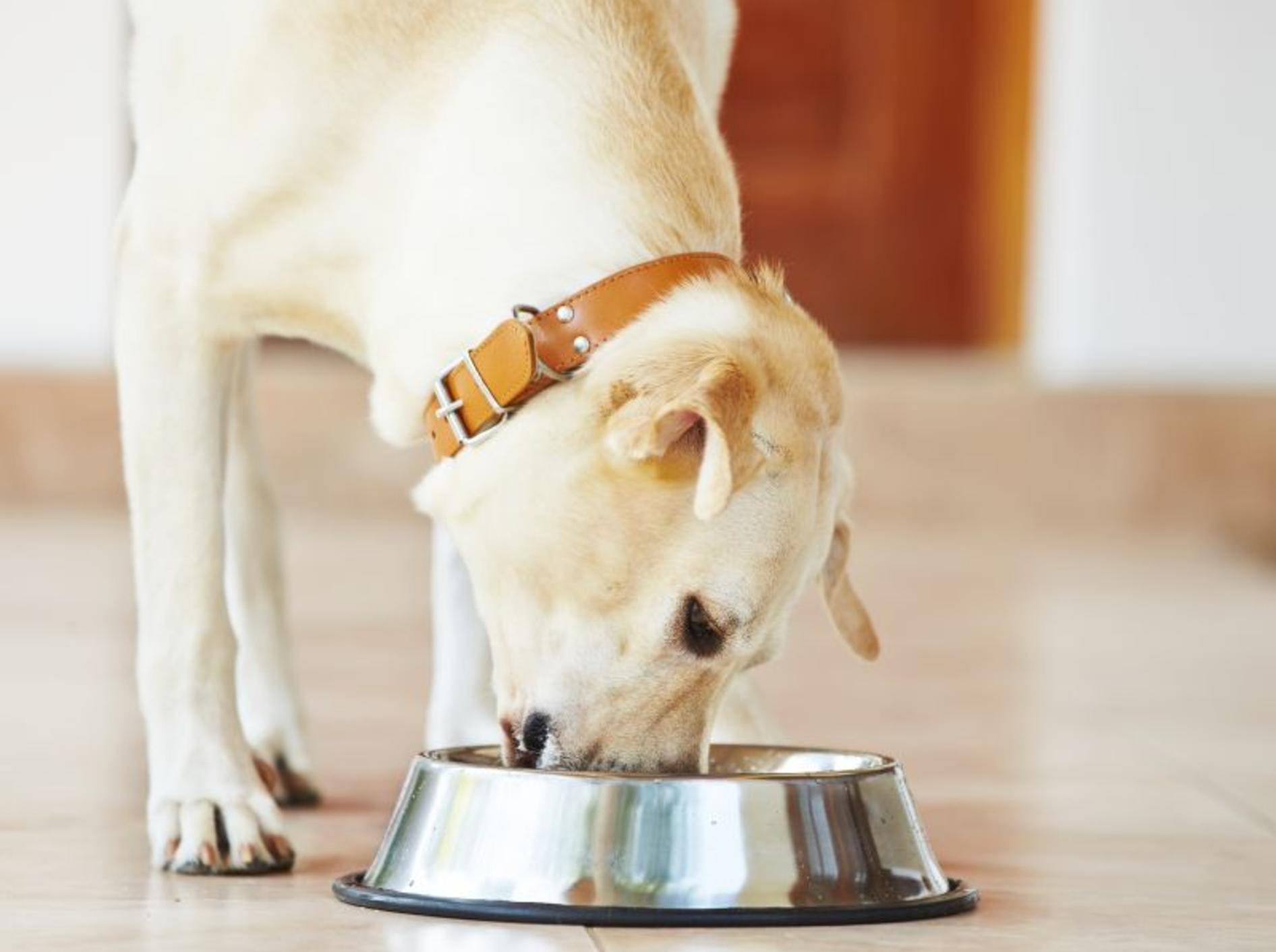 Hunde mit Lebererkrankungen brauchen eine spezielle Diät – Bild: Shutterstock / Jaromir Chalabala