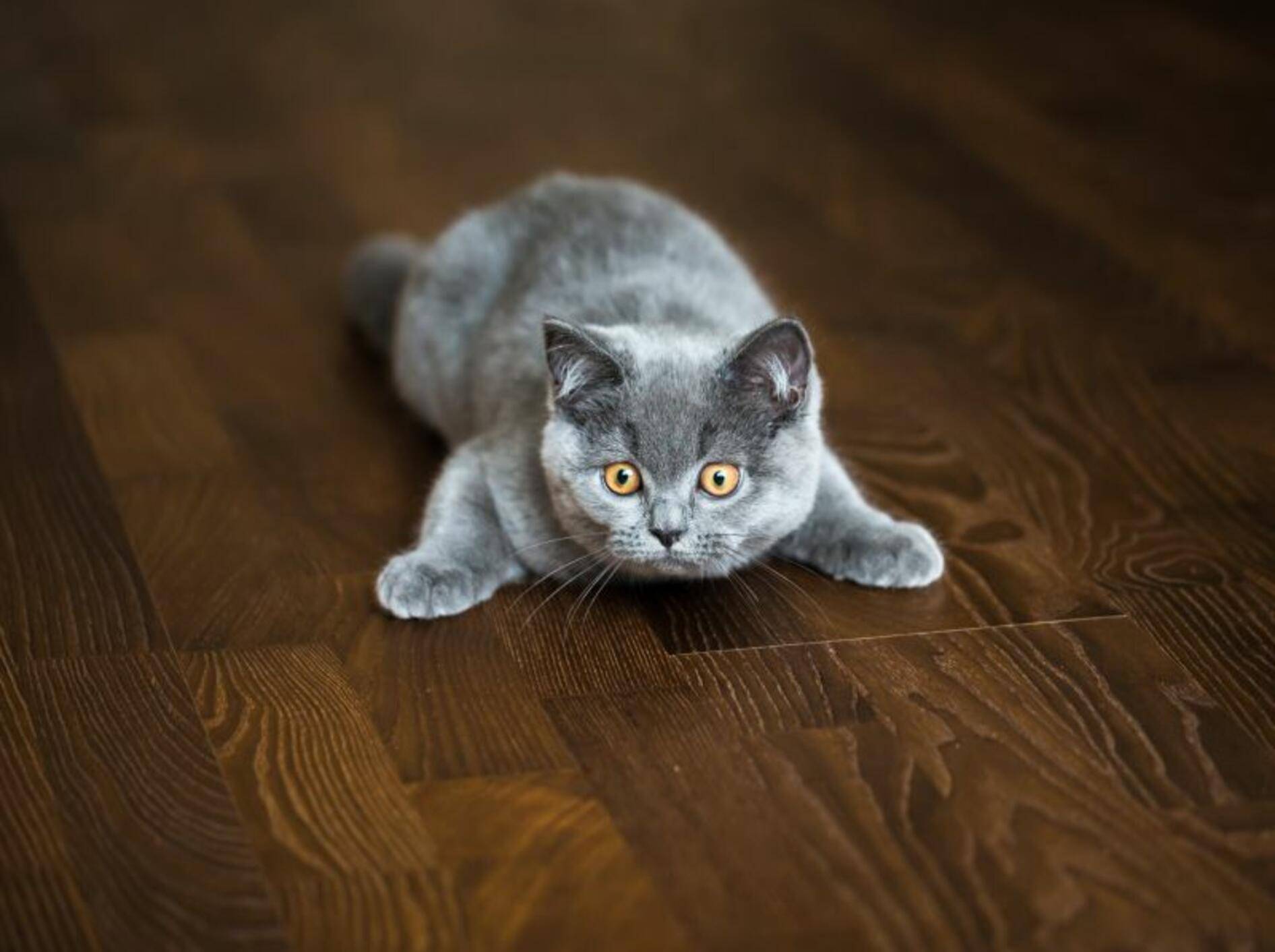 Kleine Britisch Kurzhaar in Spielposition: "So, wann geht's los?" – Bild: Shutterstock / Kanstantsin Navitski