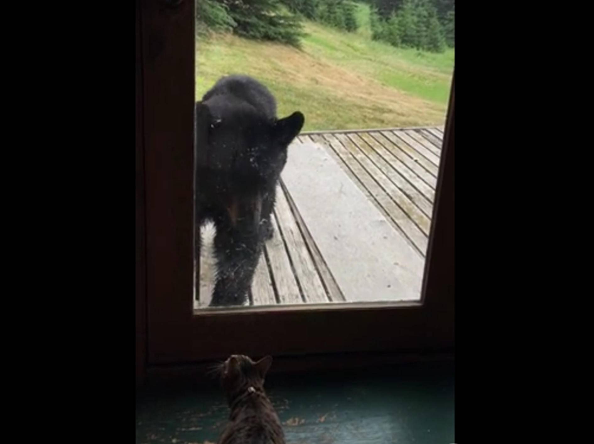 Katze vs. Bär: Wer ist der Herr des Hauses? – Bild: YouTube / Darlis Elliott