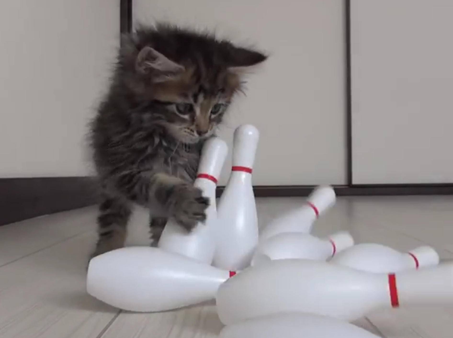 Zuckersüß: Kätzchen als Bowling-Profi – Bild: YouTube / １０Cats.