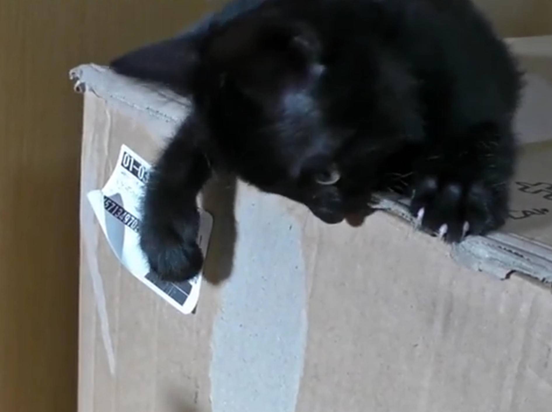 Katze verteidigt Karton-Aufkleber – Bild: YouTube / Goro@Welsh corgi