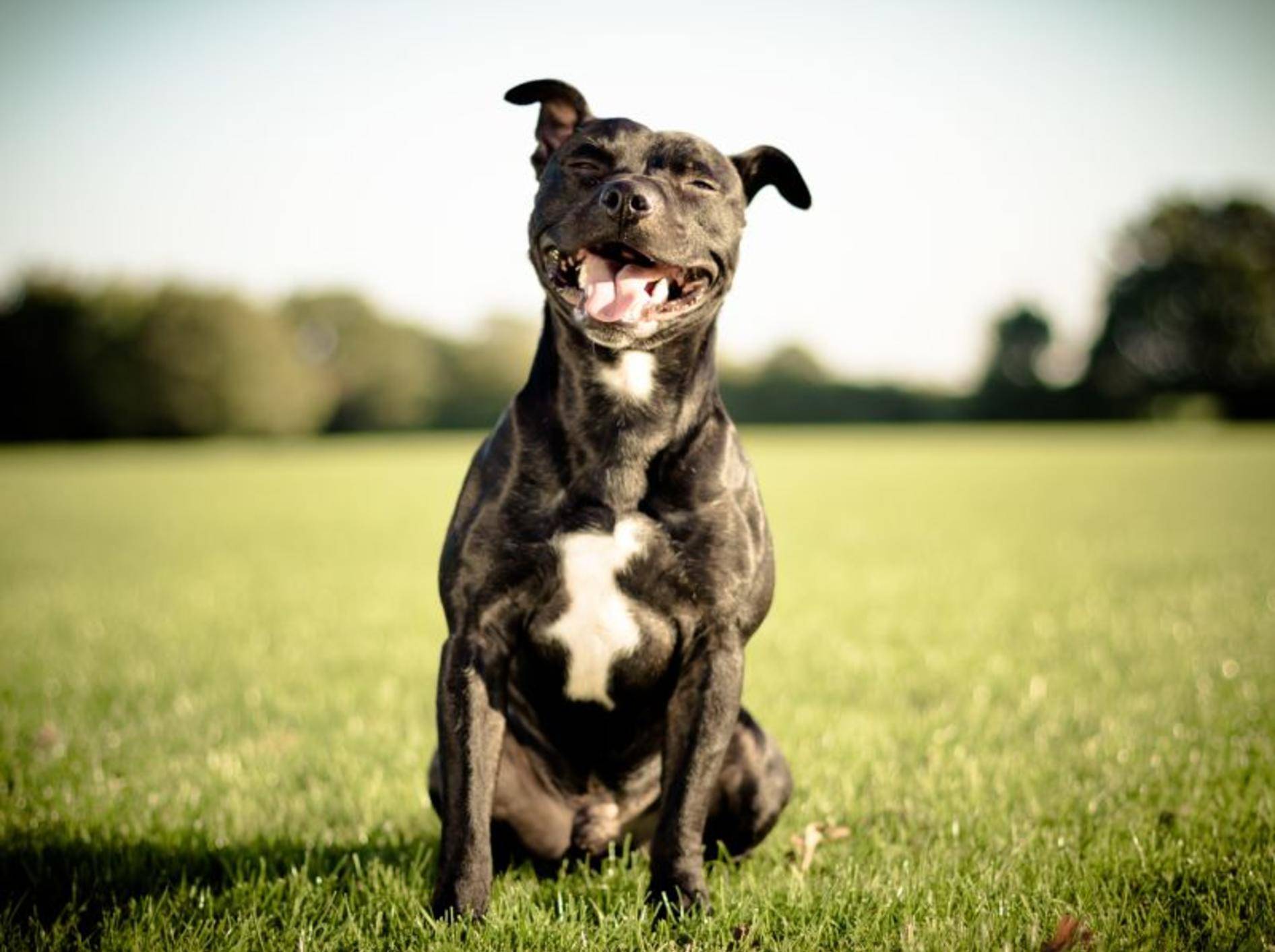 Wie verlässlich ist ein Hund? Ein Wesenstest soll Gewissheit bringen – Bild: Shutterstock / arturasker