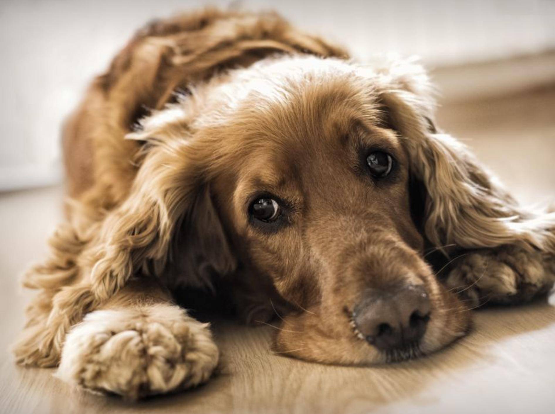 Beobachten Sie Ihren Hund genau, um herauszufinden, was ihn stresst – Shutterstock / Elisa 69