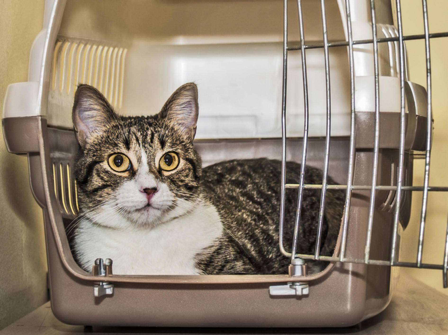 Mit ein paar Tipps bleibt Ihre Katze auf dem Weg zum Tierarzt entspannt – Bild: Shutterstock / FXEGS Javier Espuny