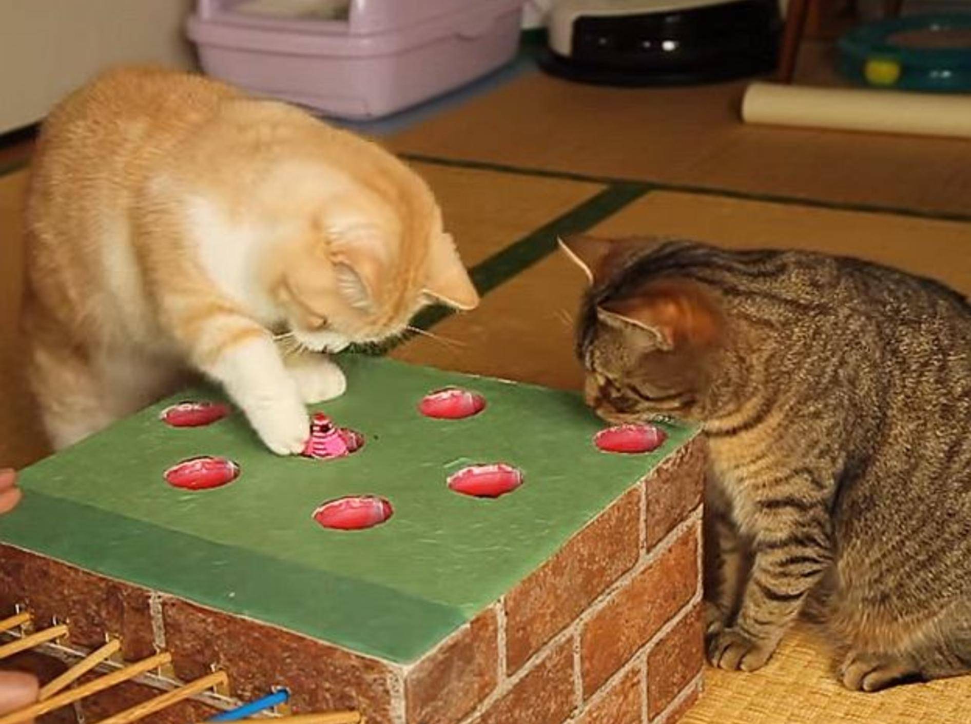 Katzen spielen mit selbstgemachtem Mäusefangspiel – Bild: Youtube / 猫折れ マンチカン/Munchkin (cat)