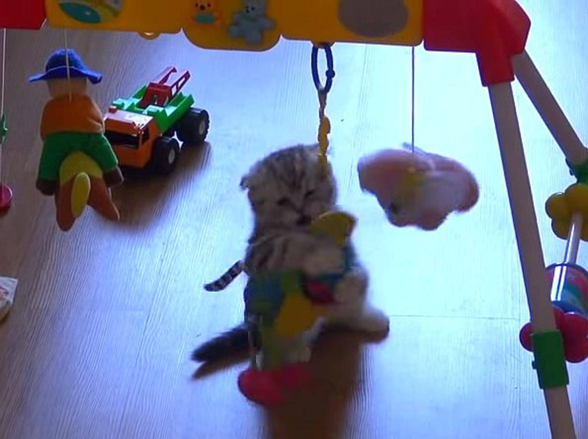 Kleines Kätzchen im Spielzeugparadies –Bild: Youtube / RIONI CATS