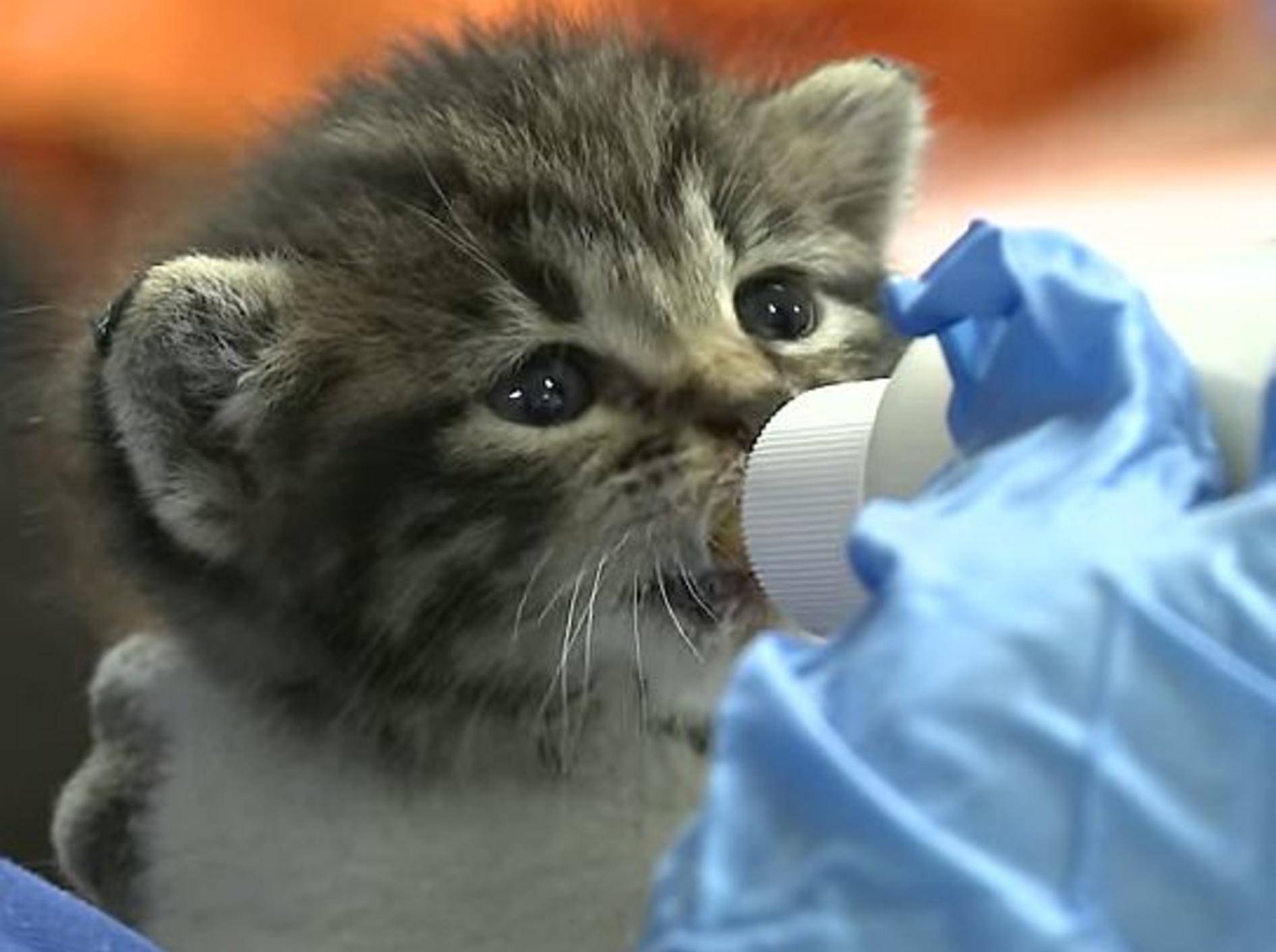 Süßes Katzenbaby: "Fläschchentrinken will gelernt sein!" – Bild: Youtube / The Pet Collective