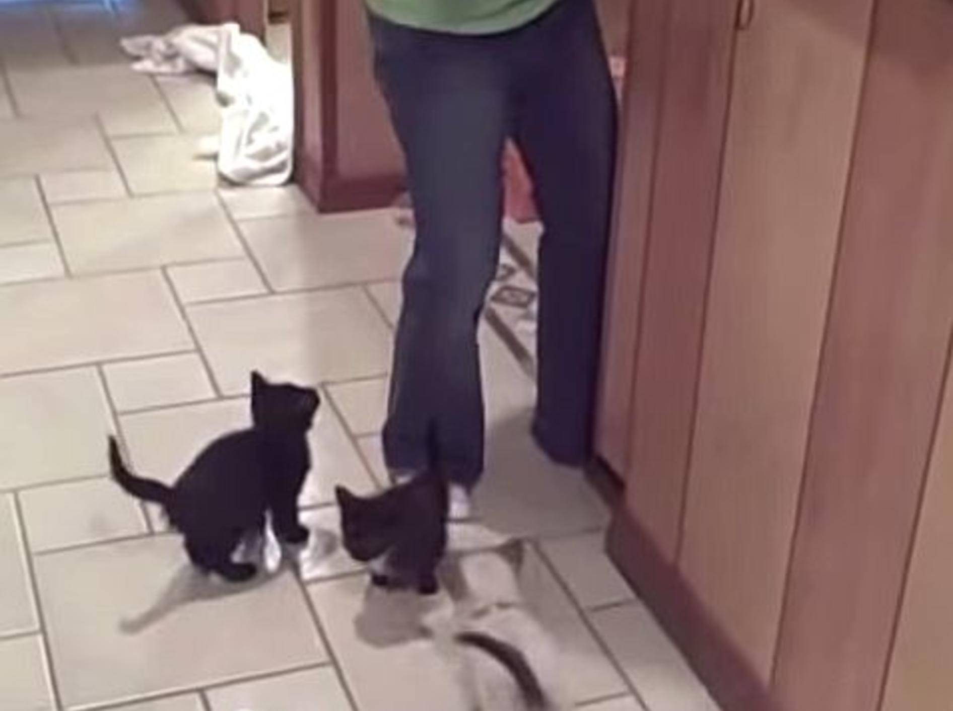 Ungeduldige Katzenbabys warten auf ihr Futter – Bild: Youtube / Funny Channel