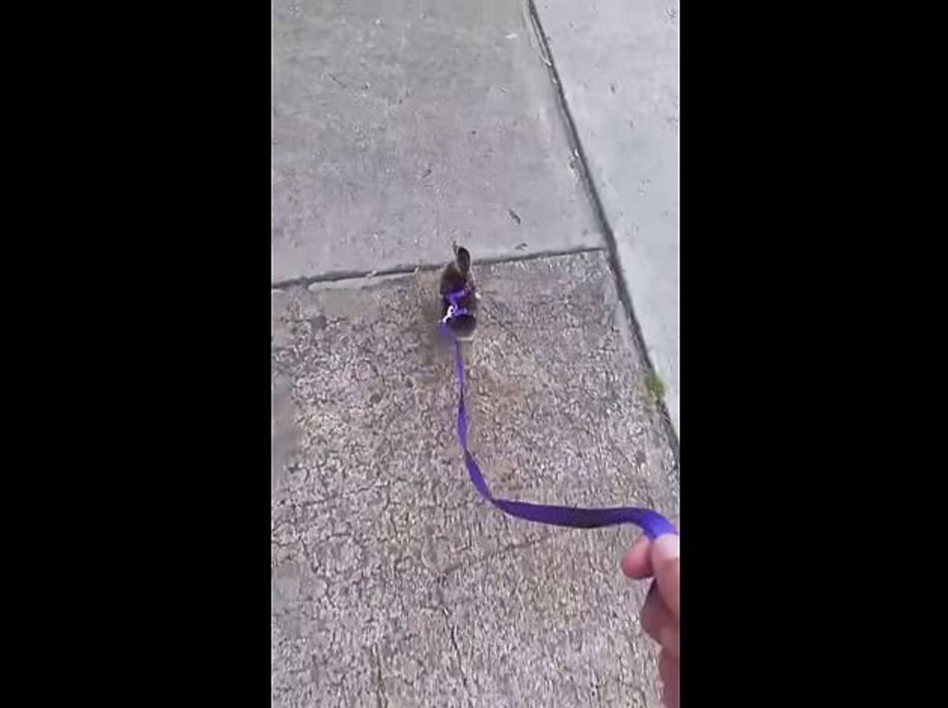 So süß: Spaziergang mit einem Entenküken – Bild: Youtube / TastefullyOffensive.com