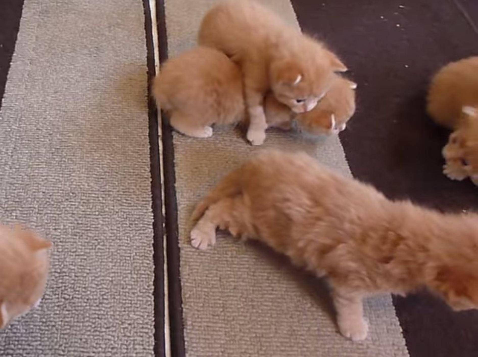 So tapsig: Drei rote Kätzchen machen erste Schrittchen – Bild: Youtube / TashaKatt
