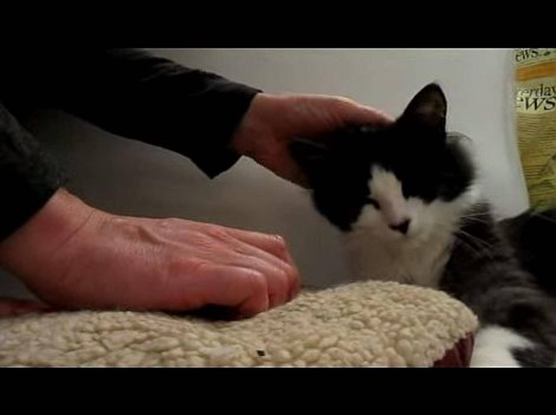 Die Sozialisierung von Tierheimkater Sidney – Bild: Youtube / BIg City Little Kitty
