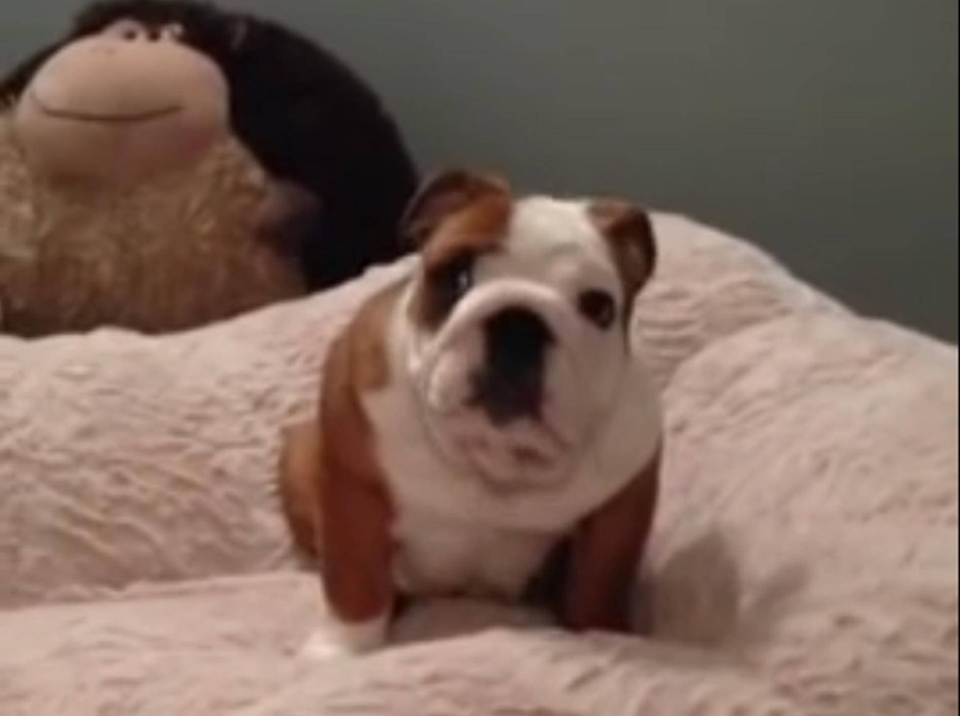 So ein süßer Fratz, dieser Bulldoggen-Welpe – YouTube / Rumble Viral