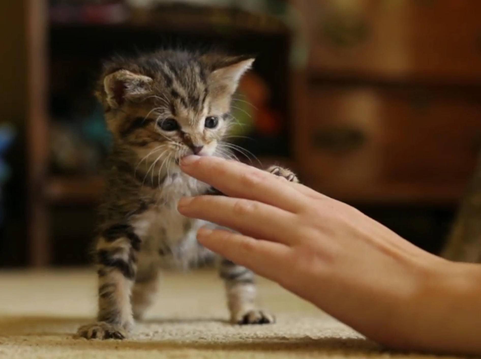 Kleines Kätzchen: "Ein schönes Spielzeug, diese Hand!" – Bild: YouTube / The Pet Collective