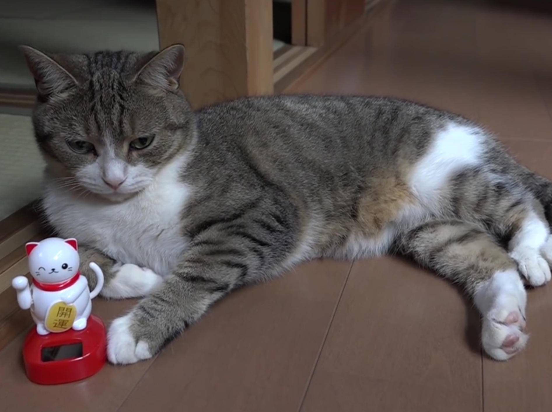Katze Taro mag ihre Winkekatze – YouTube / 10 Cats