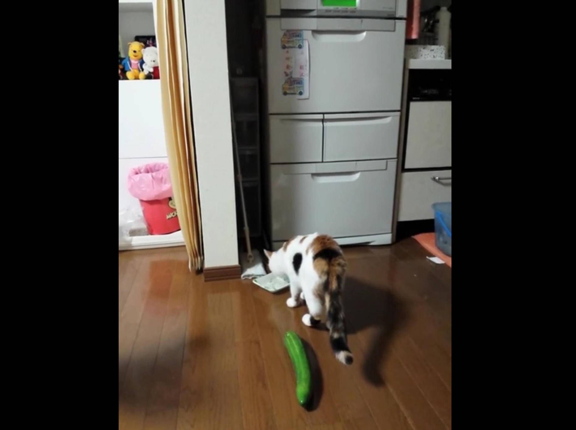Katze erschrickt: "Hilfe, eine Gurke!" – Bild: YouTube / QPTV Funny