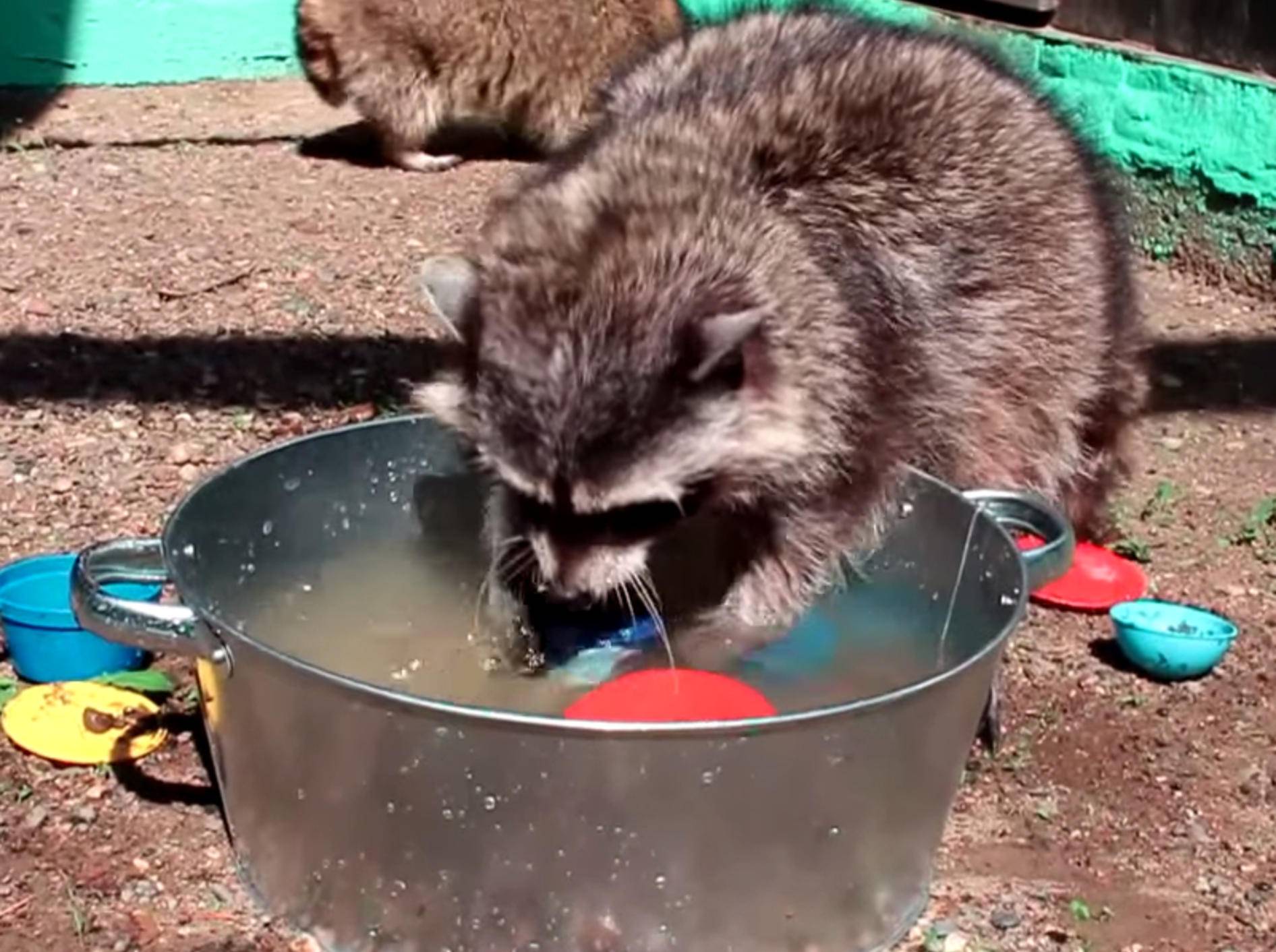 Tüchtig, tüchtig: Waschbär hilft beim Geschirrspülen – Bild: YouTube / katetzka