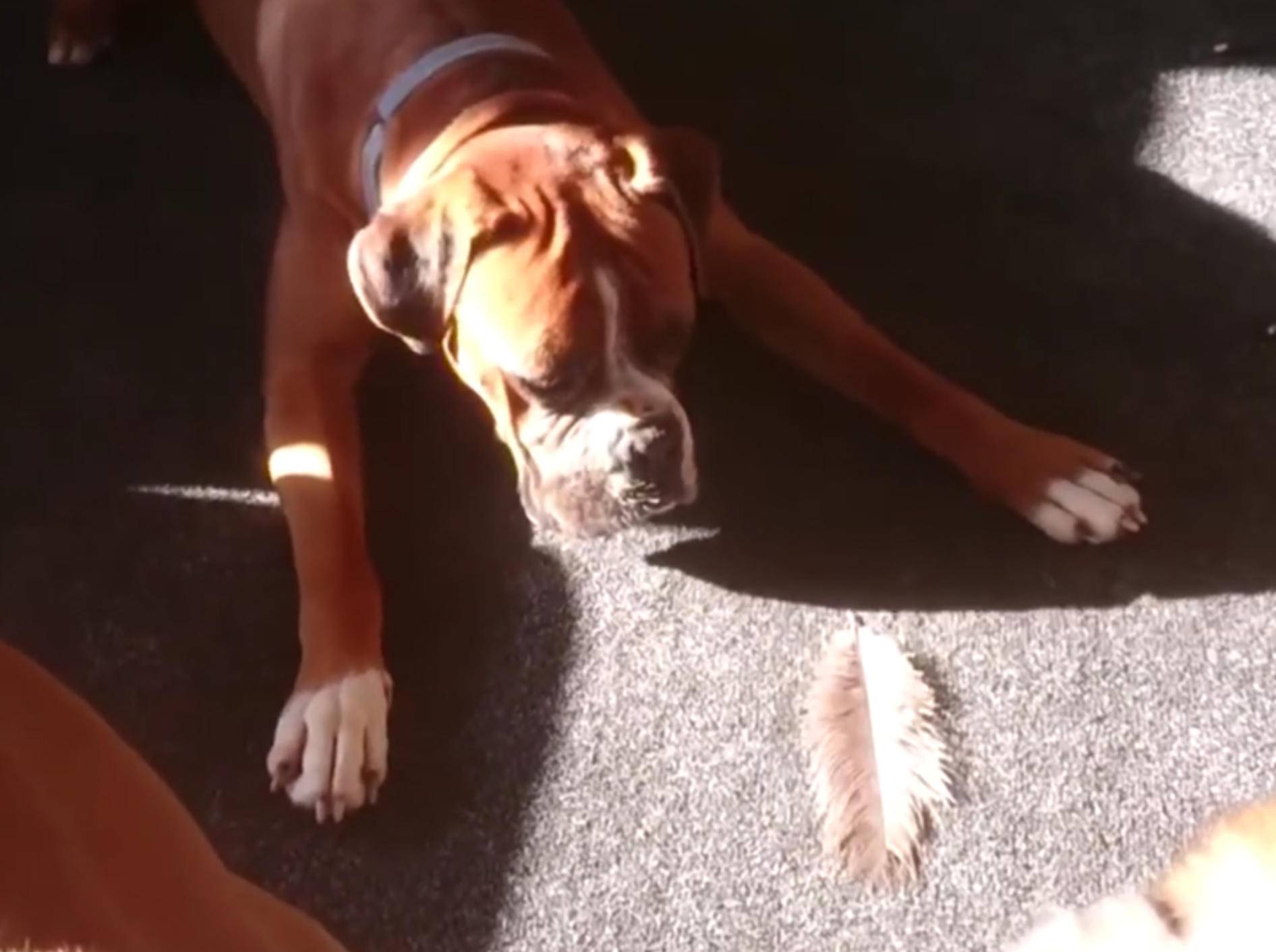 "Nimm das, du Feder! Wuff-wuff!", sagt dieser Hund – YouTube / CutiesNFuzzies