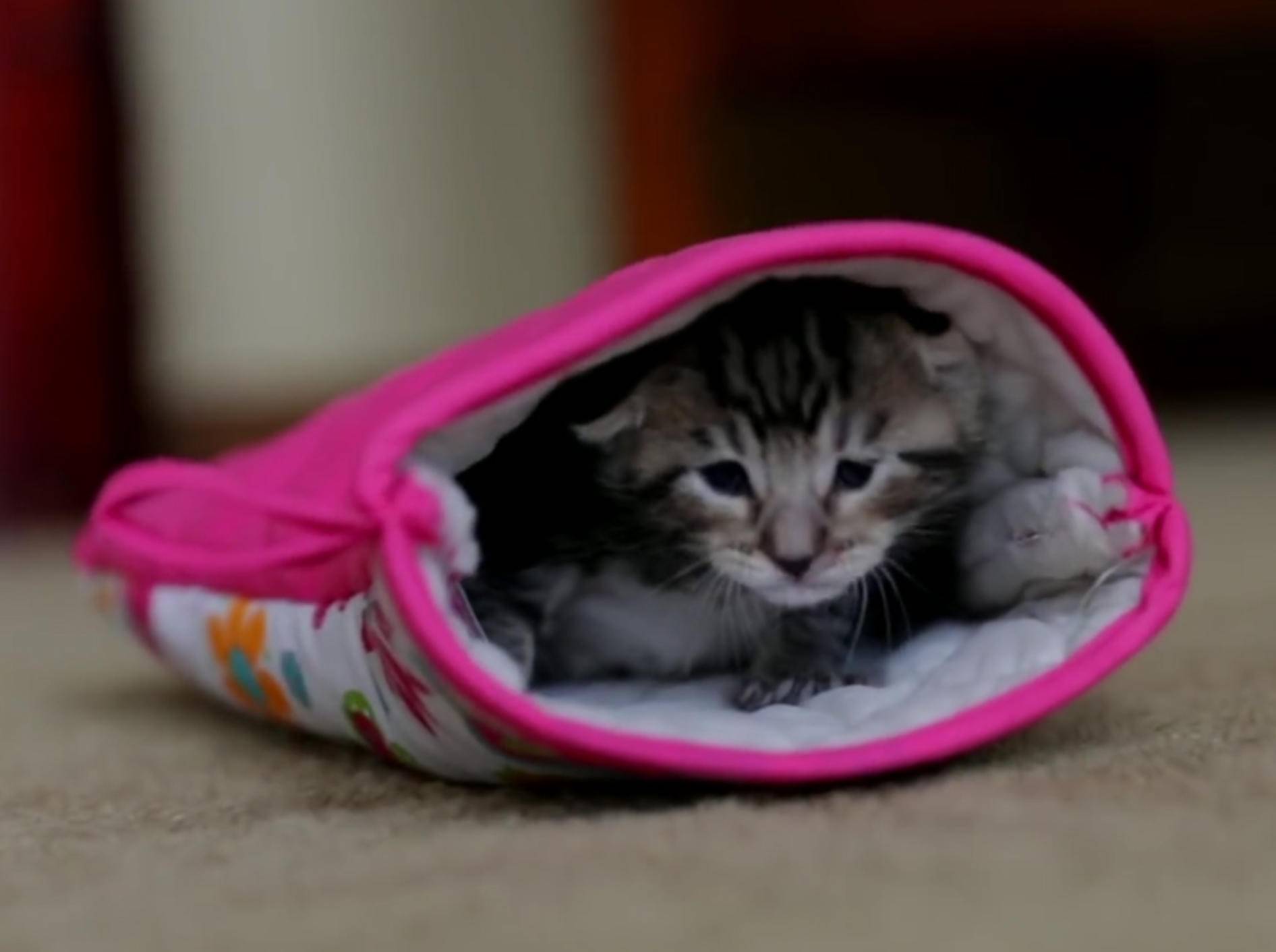 So kuschelig! Kätzchen und Topflappen – YouTube / The Pet Collective
