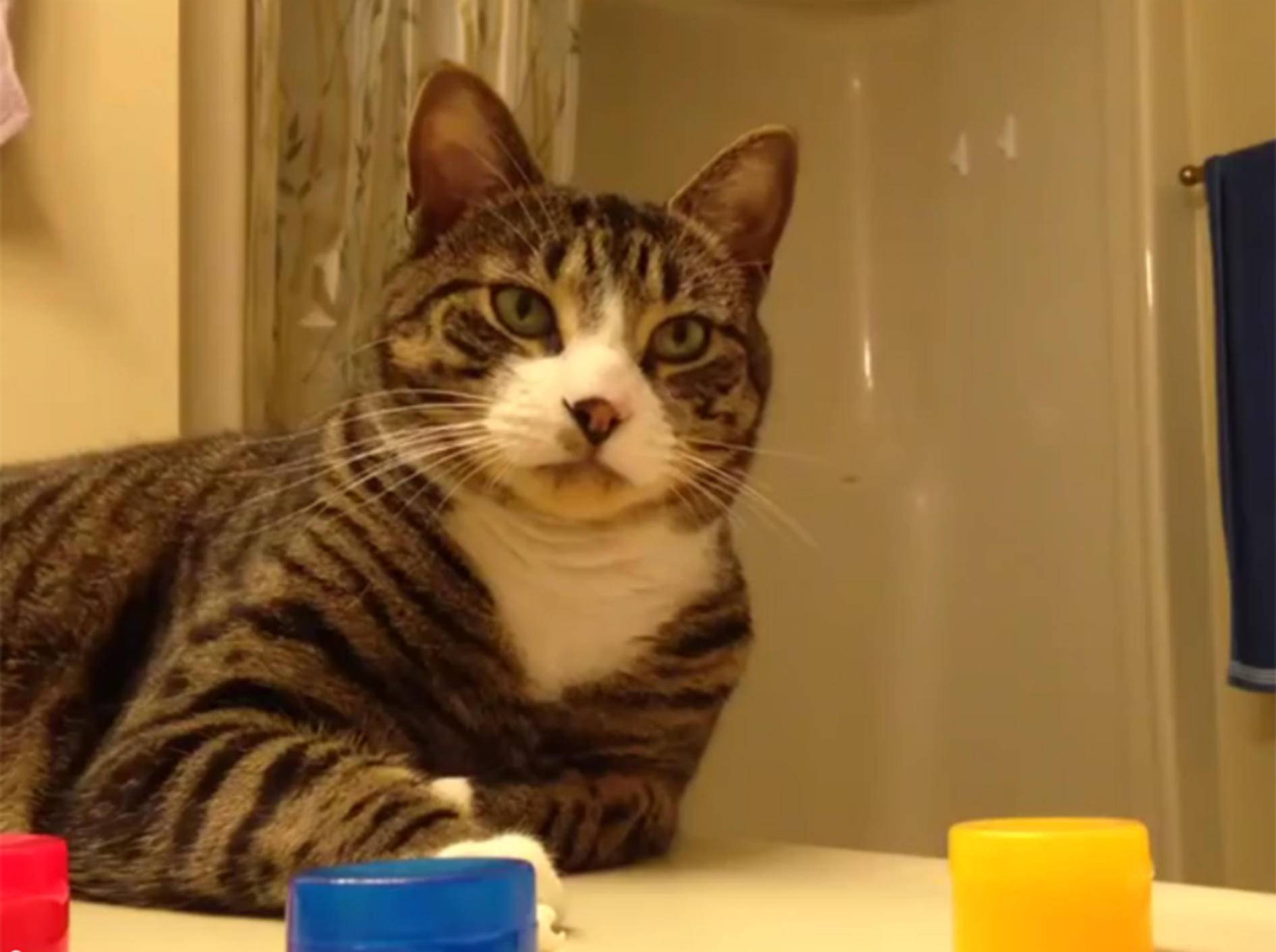Hochkonzentriert: Diese kluge Katze ist ein As im Hütchenspiel – YouTube / Matthew Holley