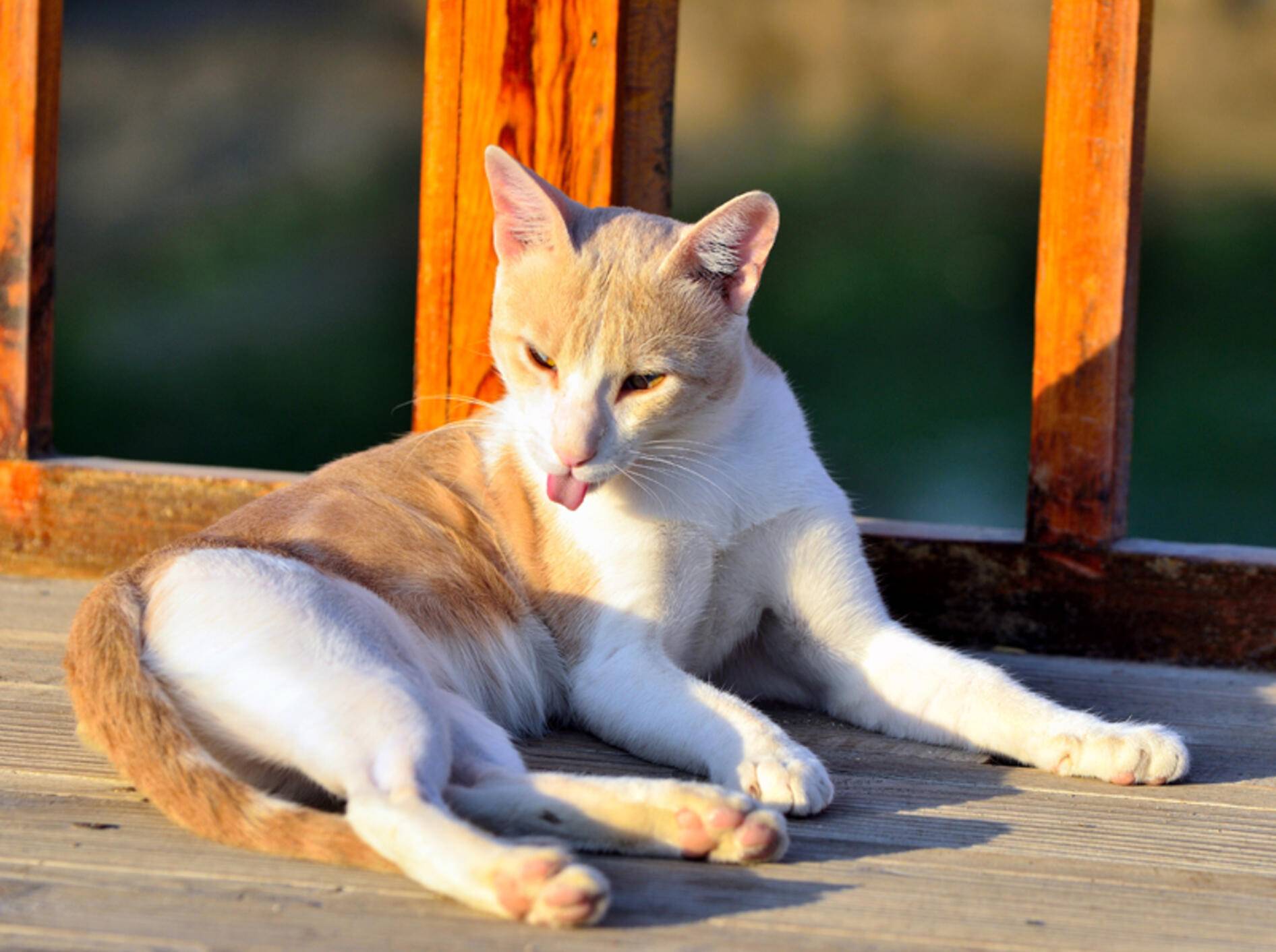 Vor allem Nase und Ohren von Katzen brauchen Sonnenschutz – Shutterstock / maudandros