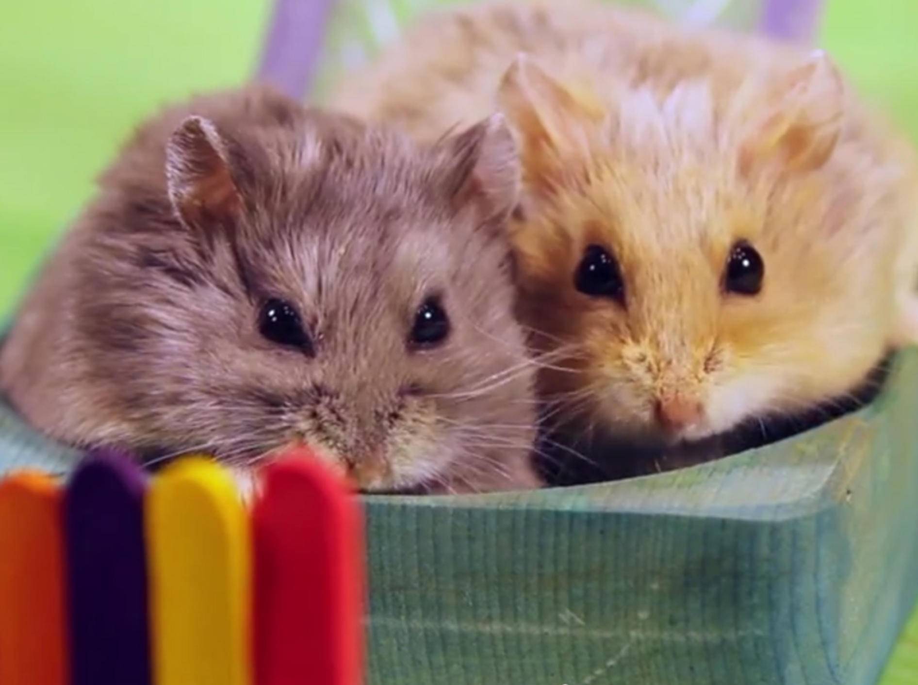 Kuschelsüße Mini-Hamster haben Spaß auf ihrem Spielplatz – YouTube / AprilsAnimals