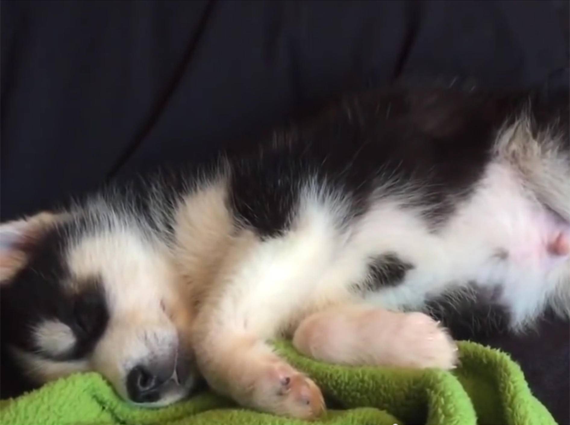So flauschig und so müde, kleiner Husky! – YouTube / Rumble Viral