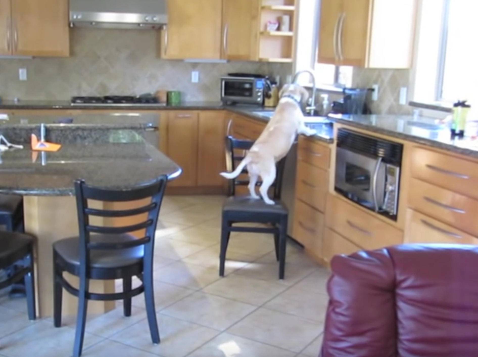 Beagle schnappt sich Chicken Nuggets aus dem Ofen – Bild: YouTube / Rodd Scheinerman