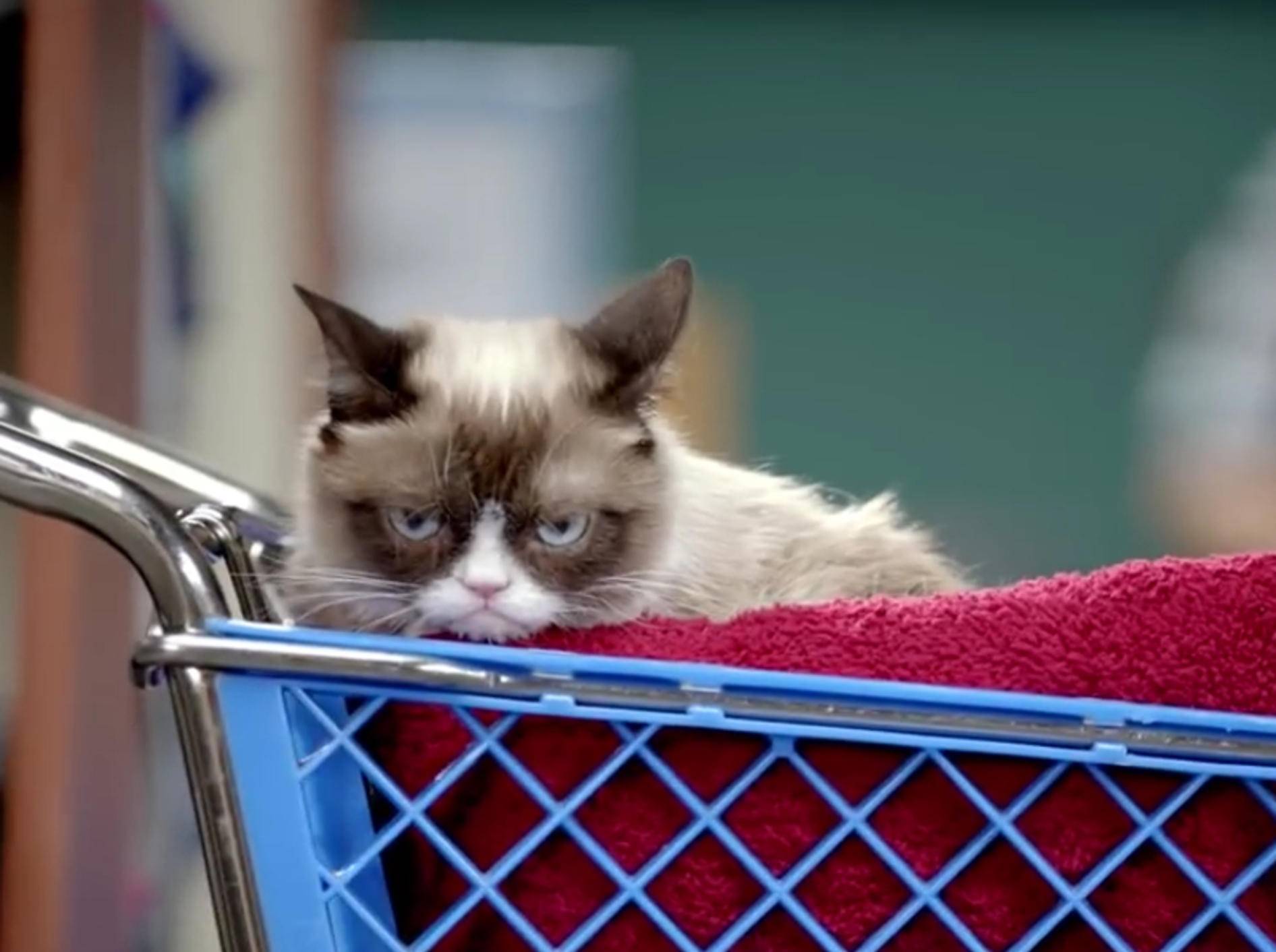 Grumpy Cat trifft auf Fan: "Oh nein, ein Corgi!" – BIld: YouTube / BuzzFeedVideo