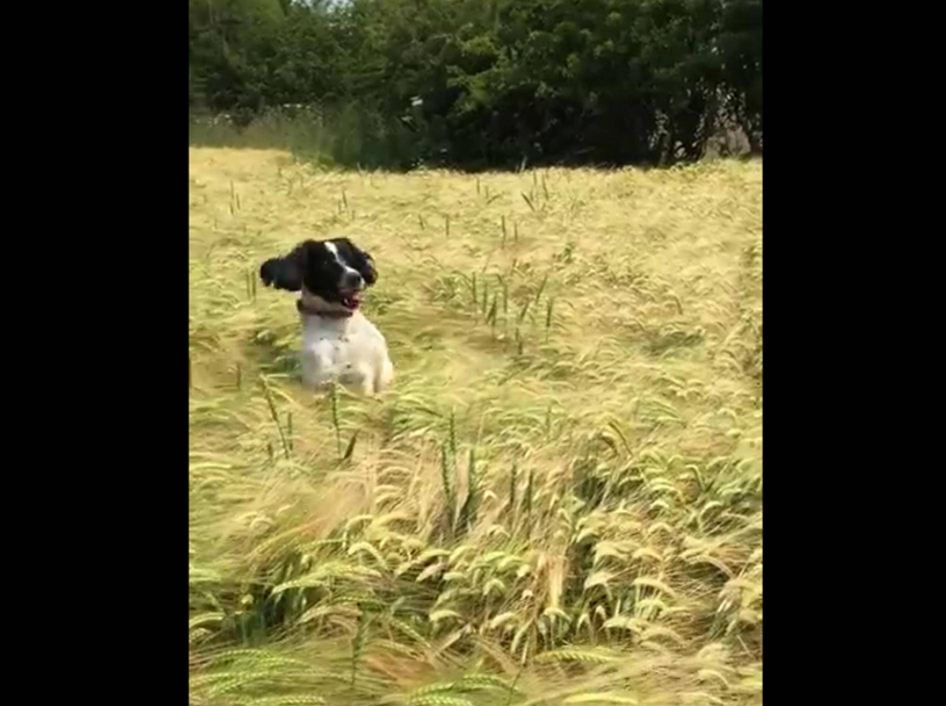Ein Hund im Kornfeld: Na, wo ist er denn? – Bild: YouTube / A Mac