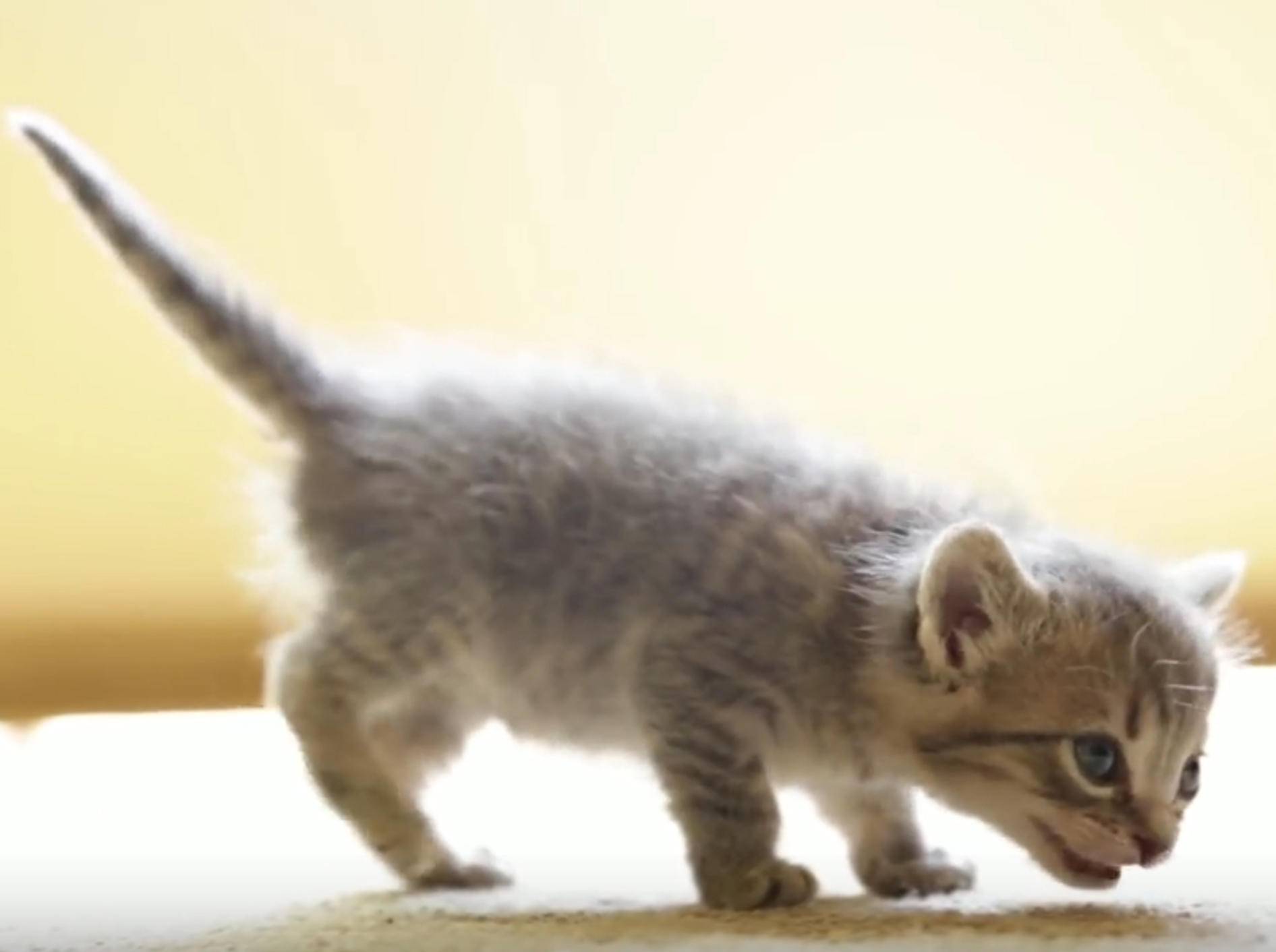 Herzallerliebst! Kleine Katze miaut ganz zart – Bild: YouTube / The Pet Collective