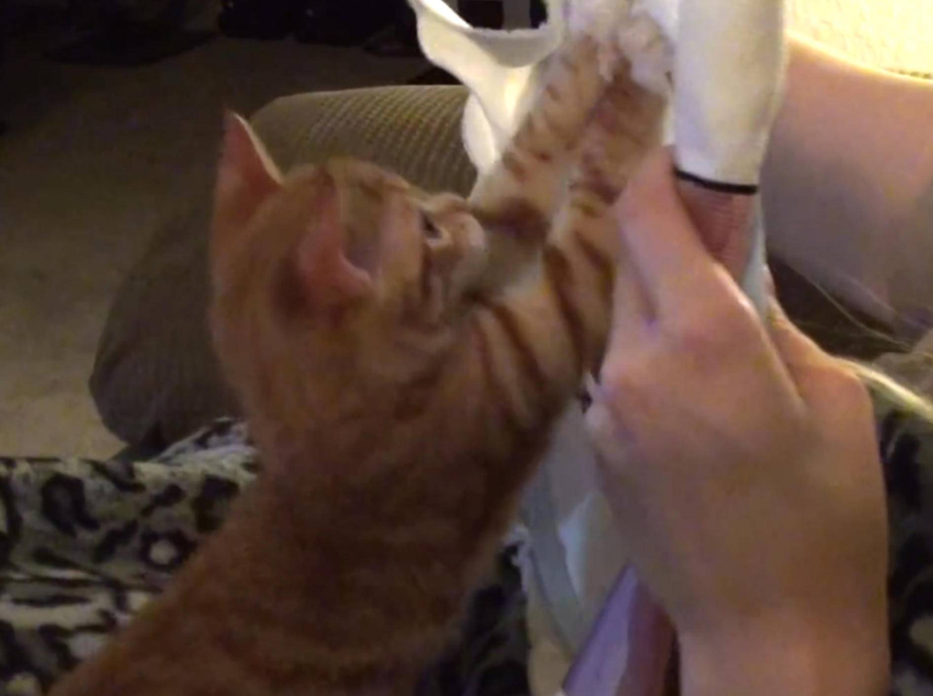 "Ich will auch sticken!", denkt Kater Marmalade – YouTube / Cole and Marmalade