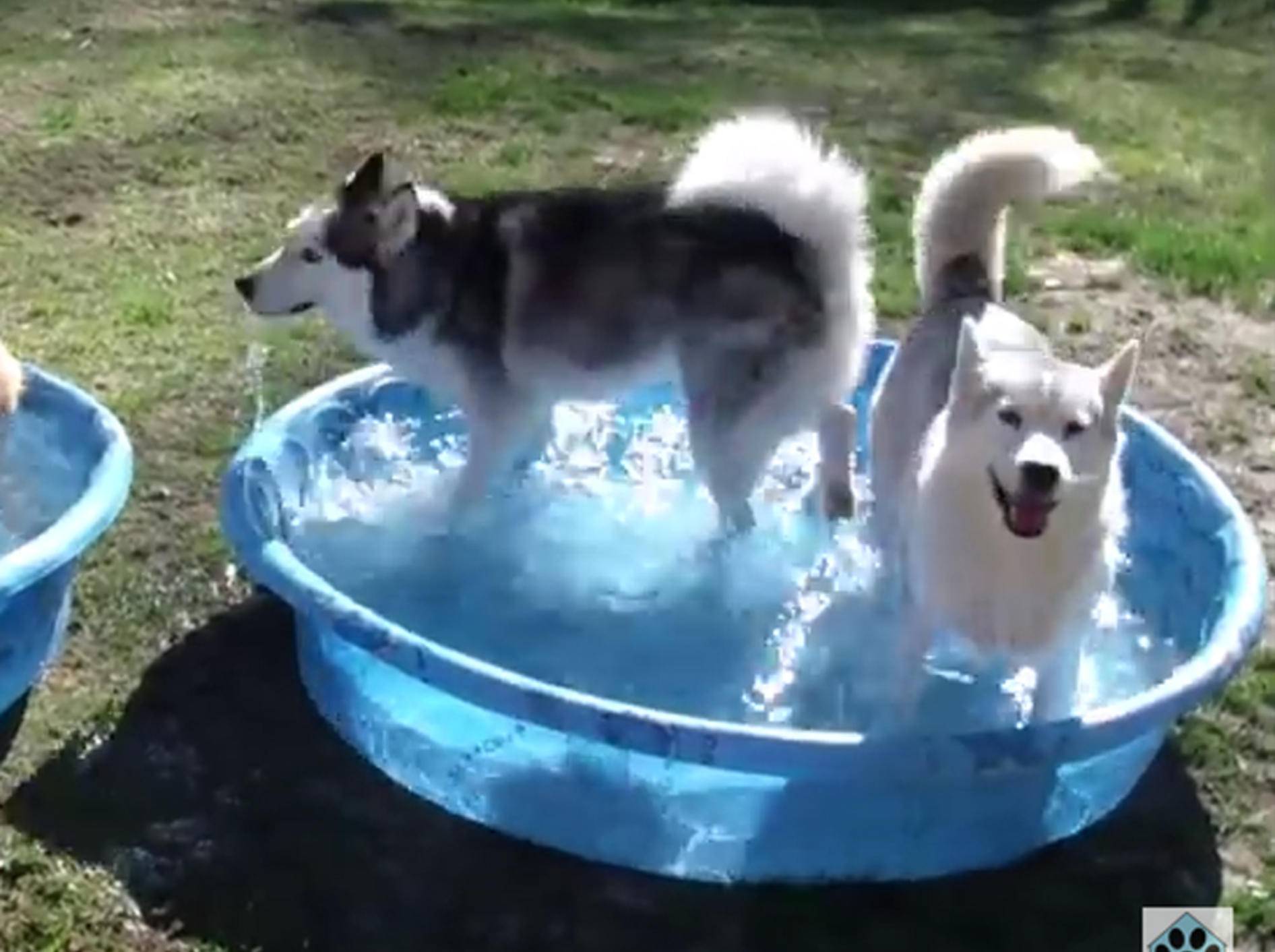 Die Huskys genießen die Abkühlung – YouTube / AnimalHouseforReal