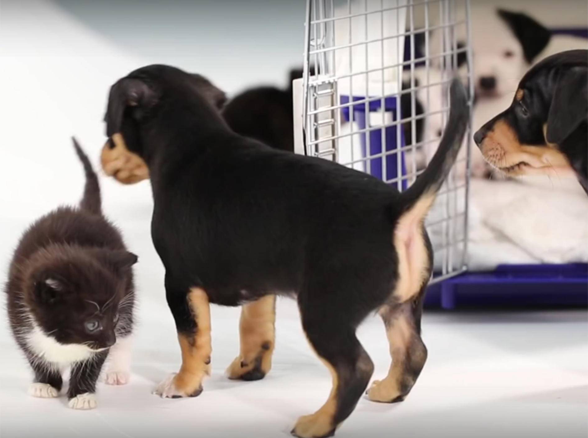 "Wollen wir Freunde sein?", sagt die Mini-Miez zum Baby-Hund – YouTube / BuzzFeedVideo