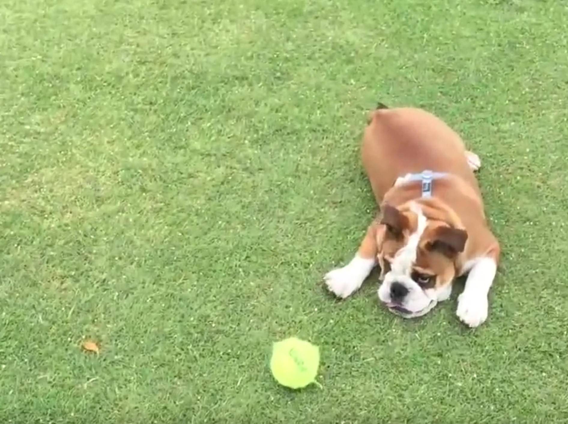 Englische Bulldogge fängt den Ball... beinahe! – Bild: YouTube / Rumble Viral