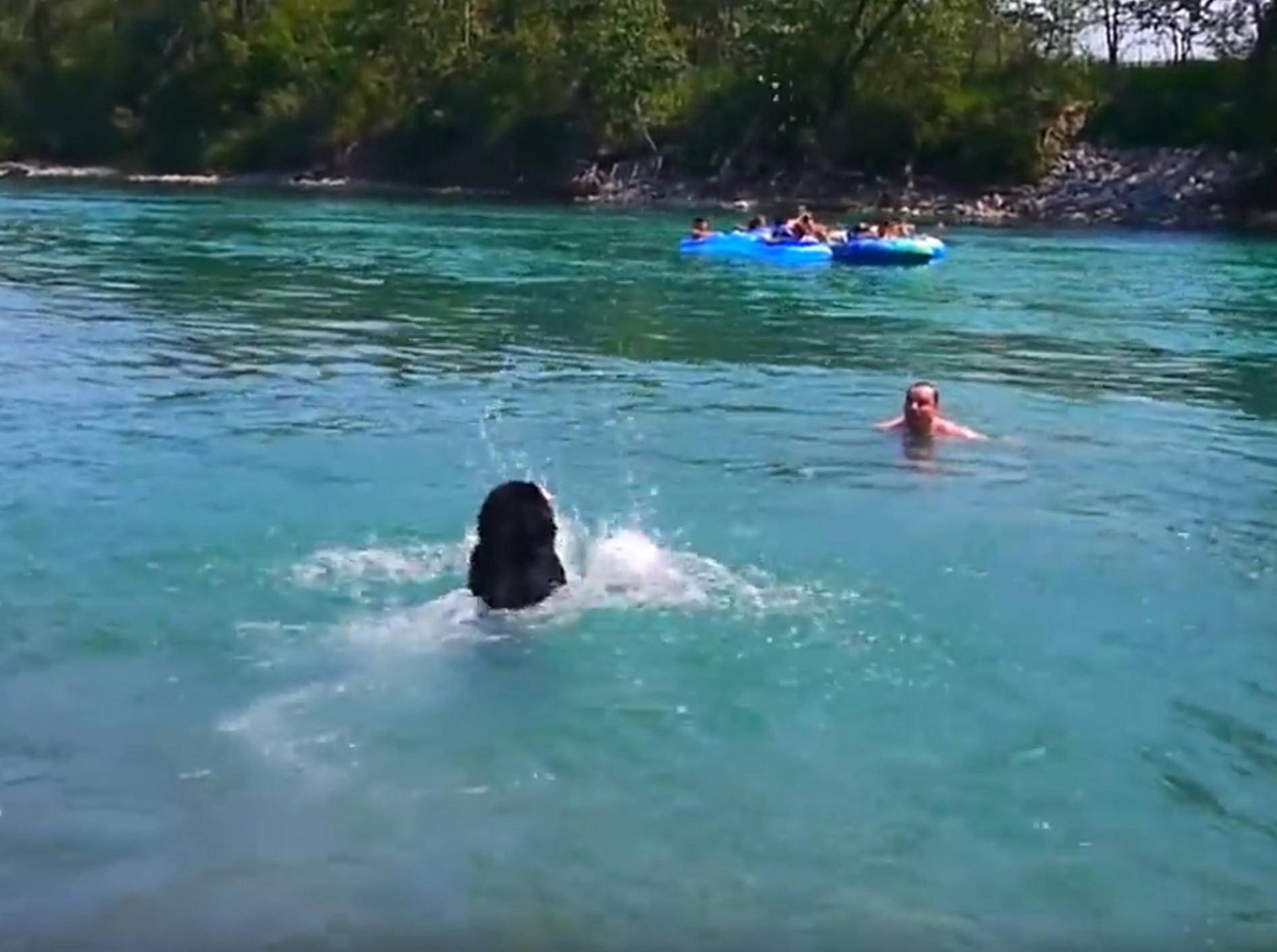 Sportlicher Hund: "Ich will mit dir schwimmen, Herrchen!" – Bild: YouTube / Rumble Viral