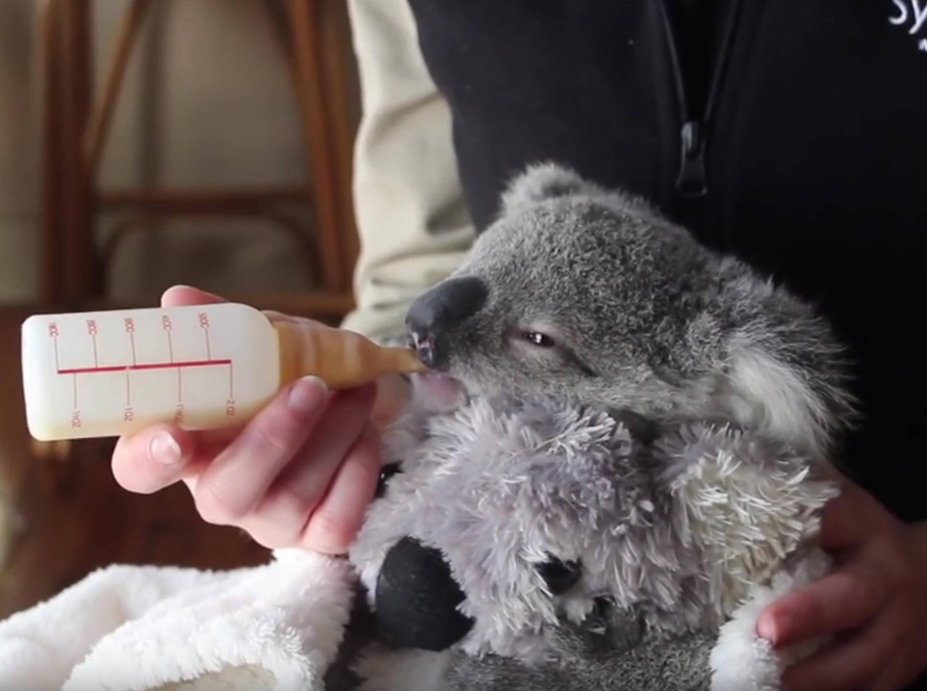 Wunderschöne Compilation von Koalababy Imogen – Bild: YouTube / Symbio Wildlife Park