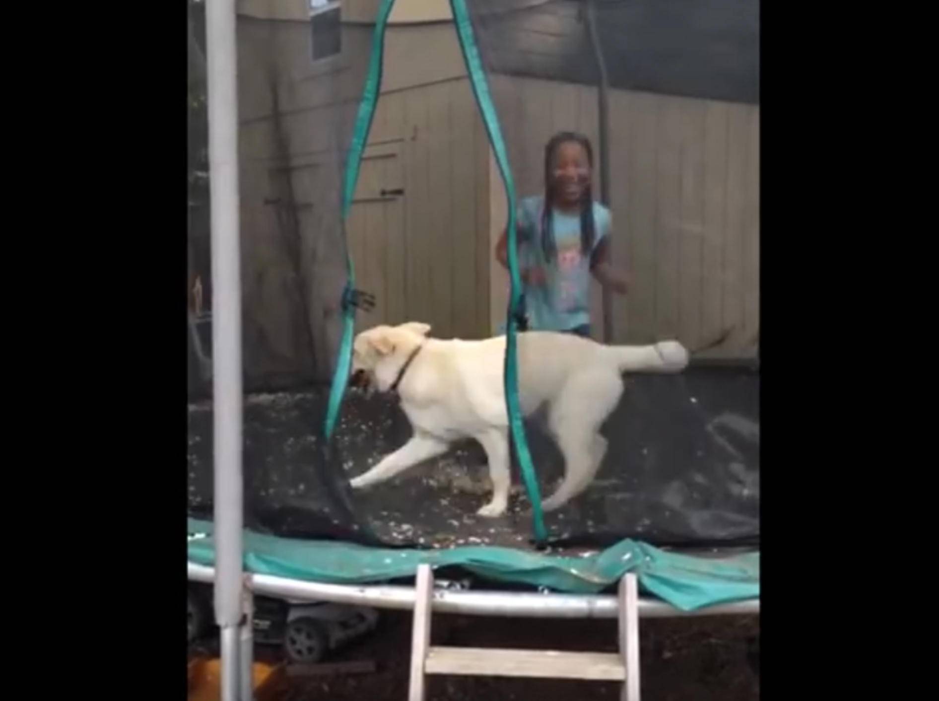 Hüpf, hüpf,hüpf! Labrador hat Spaß auf dem Trampolin – Bild: YouTube / Kyoot Animals