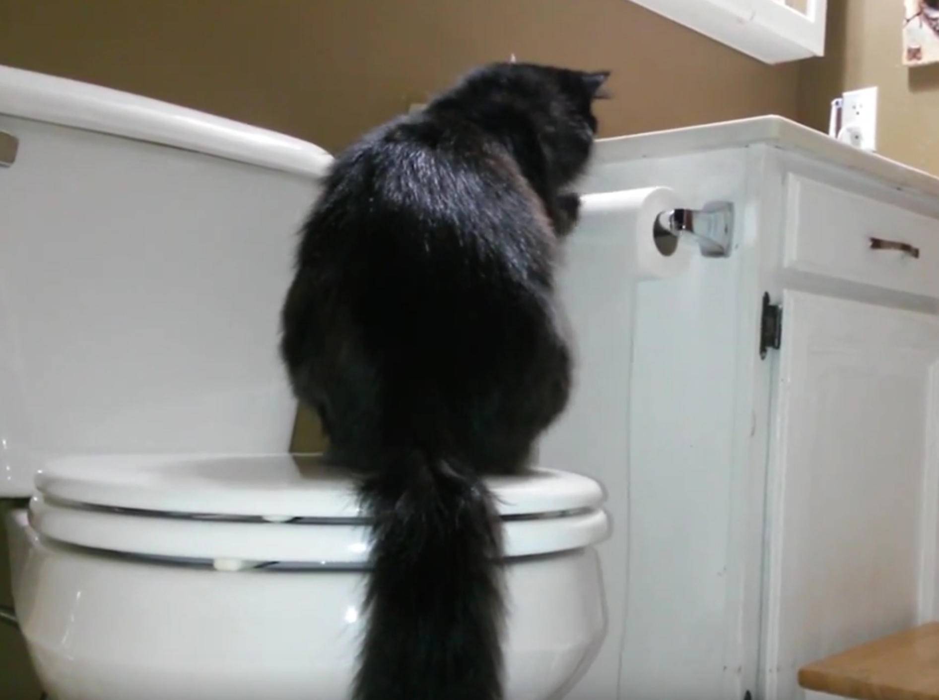 Tatort Badezimmer: Katze vs. Klopapierrolle – Bild: YouTube / Kyoot Animals