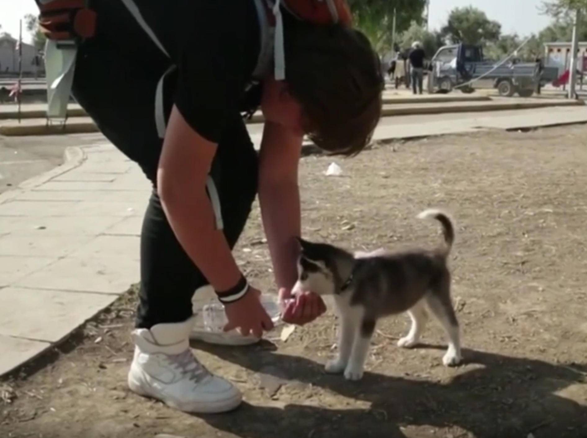 Liebevoll kümmert sich Aslan um seinen Hund – YouTube / euronews (in English)