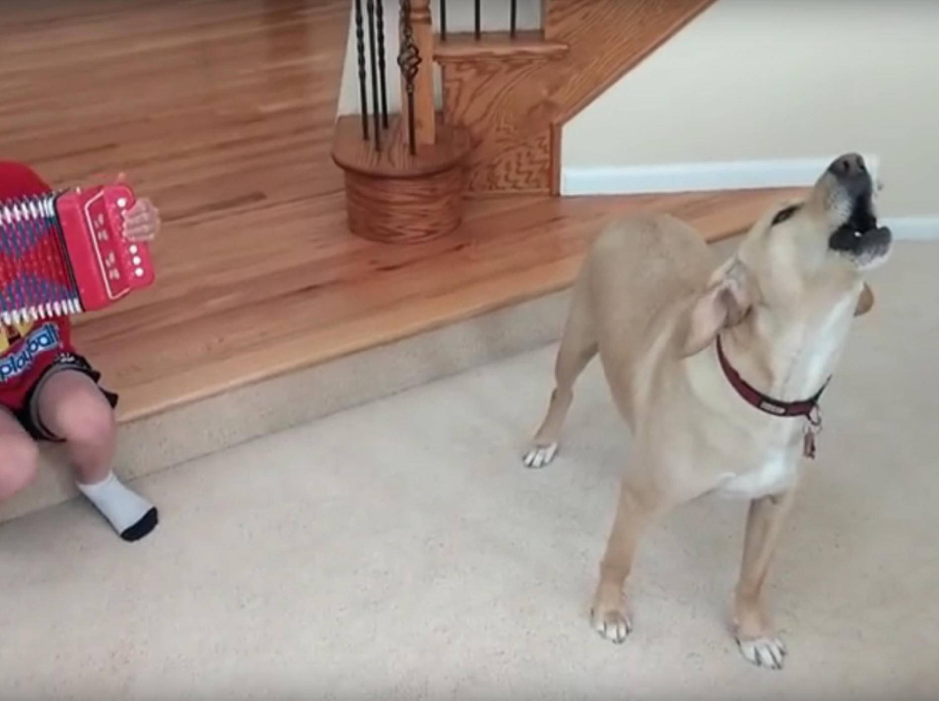 Dieser Hund mag kein Akkordeonspiel – YouTube / Kyoot Animals