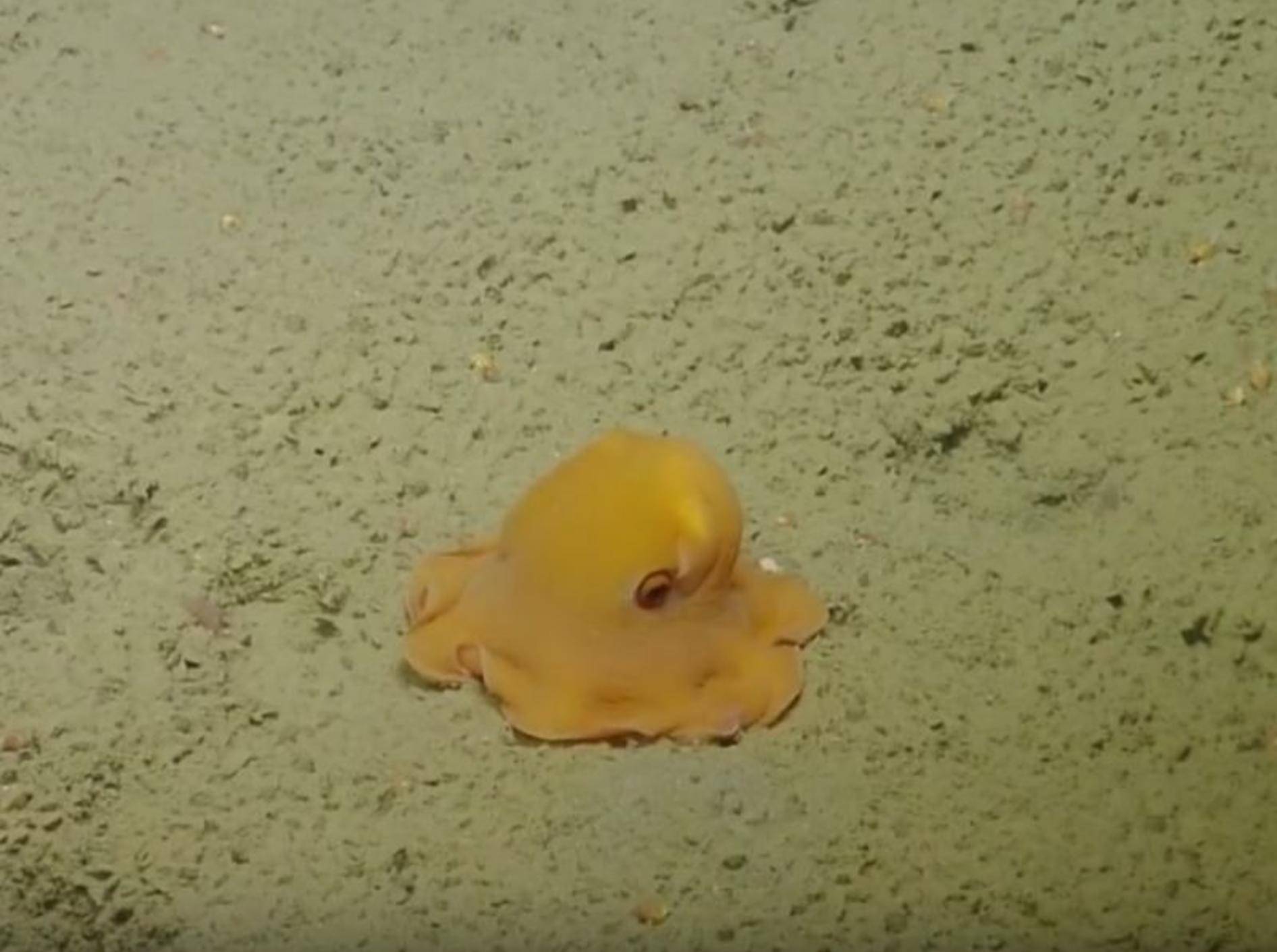 Putziger kleiner Meeresbewohner: Ein Oktopus – YouTube / EVNautilus