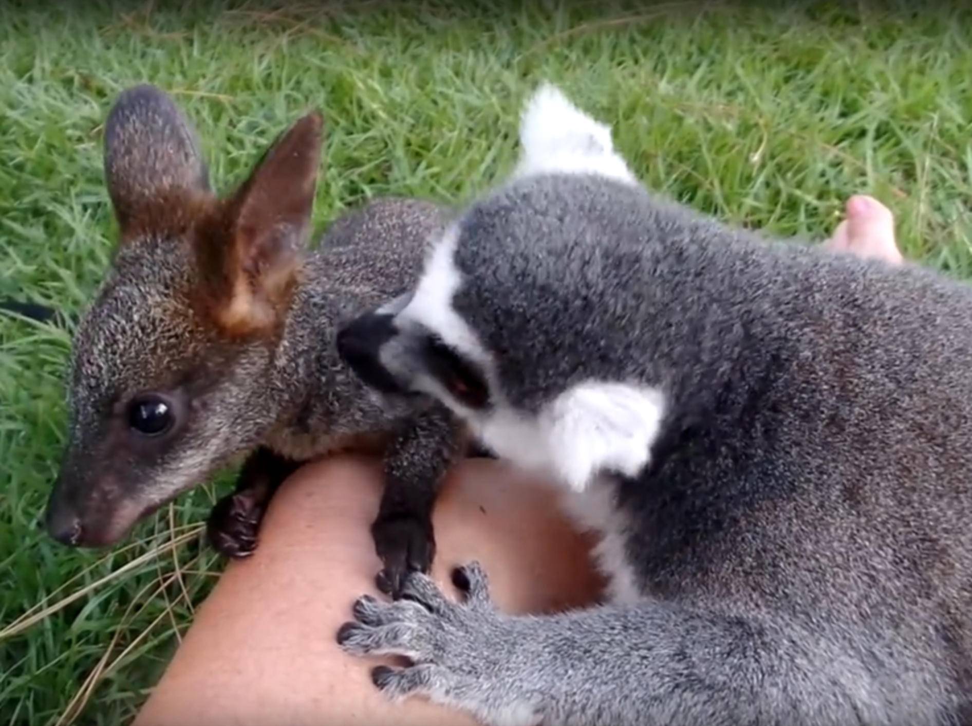 Wie putzig! Ein Lemur und ein Baby-Wallaby knuddeln – YouTube / Exotic Animal Experience