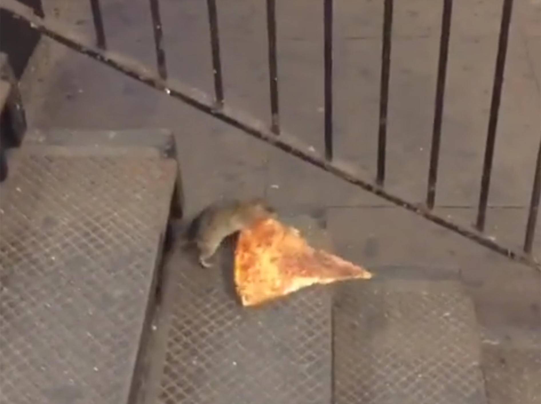 Lecker, Pizza! Ratte bringt Futter in Sicherheit – YouTube / Matt Little