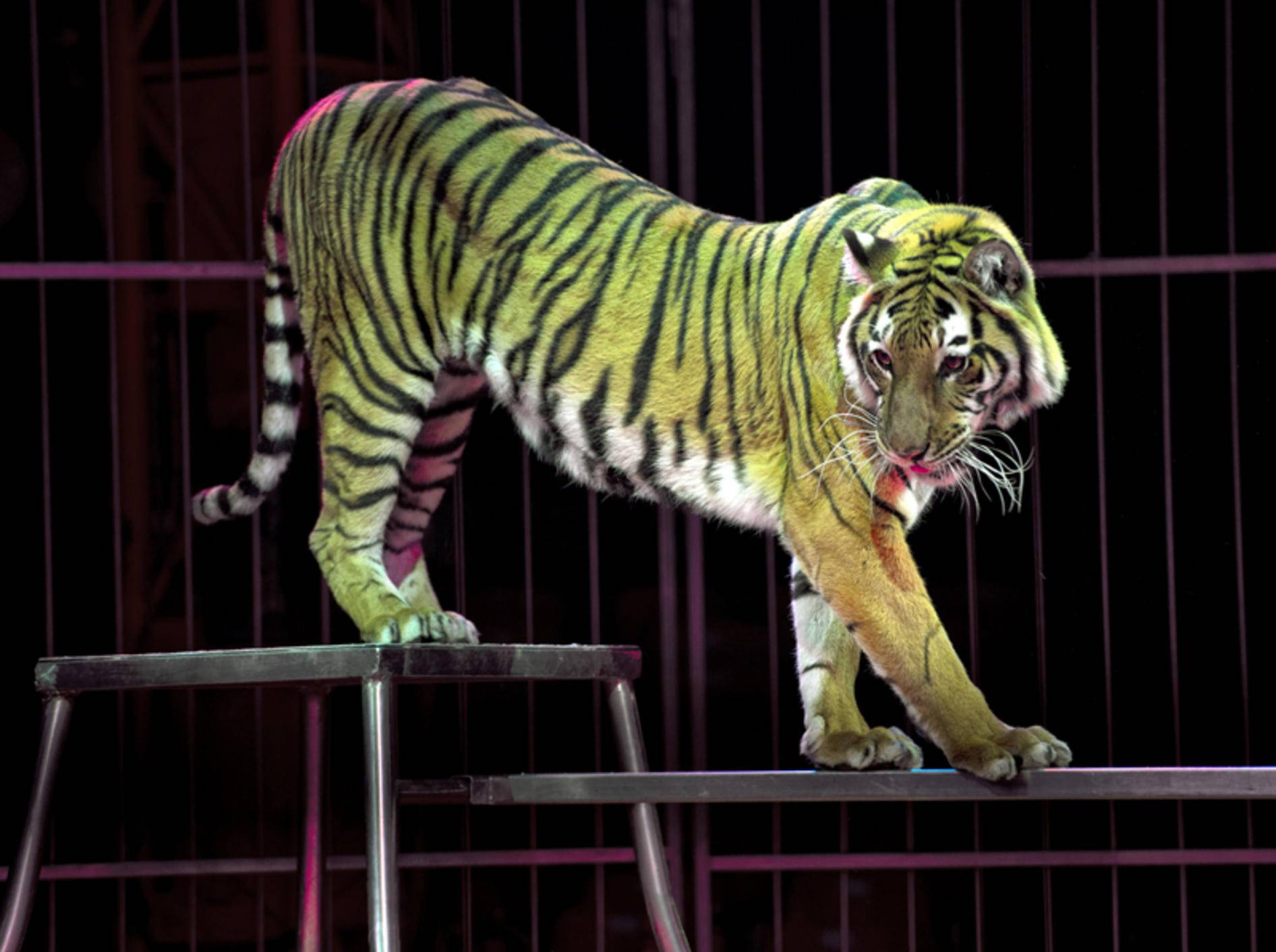 In den Niederlanden dürfen Tiger und andere Wildtiere nicht mehr im Zirkus auftreten – Shutterstock / Andrea Izzotti