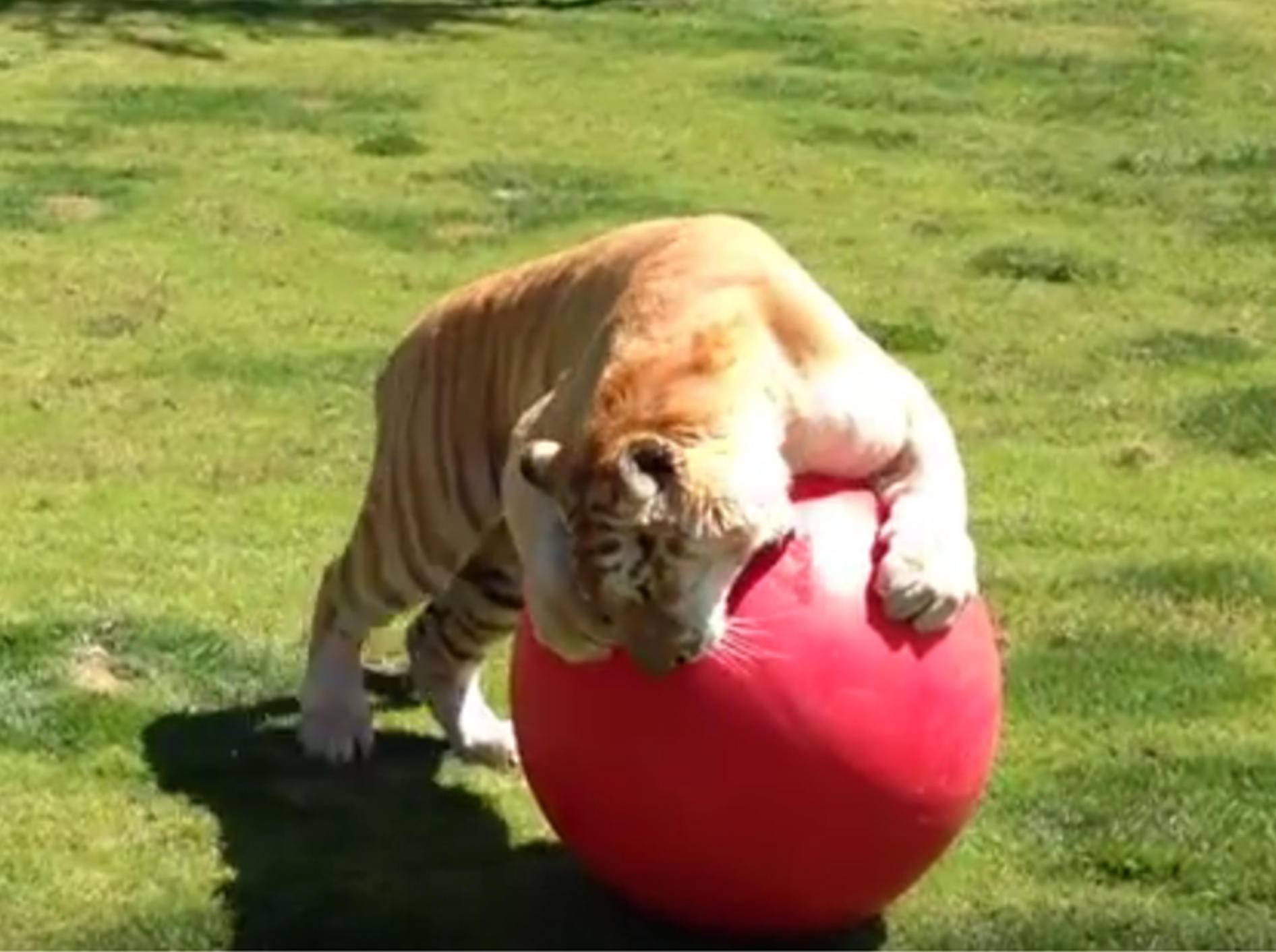 Spielen macht Spaß, findet dieser Tiger – YouTube / Black Jaguar White Tiger Foundation