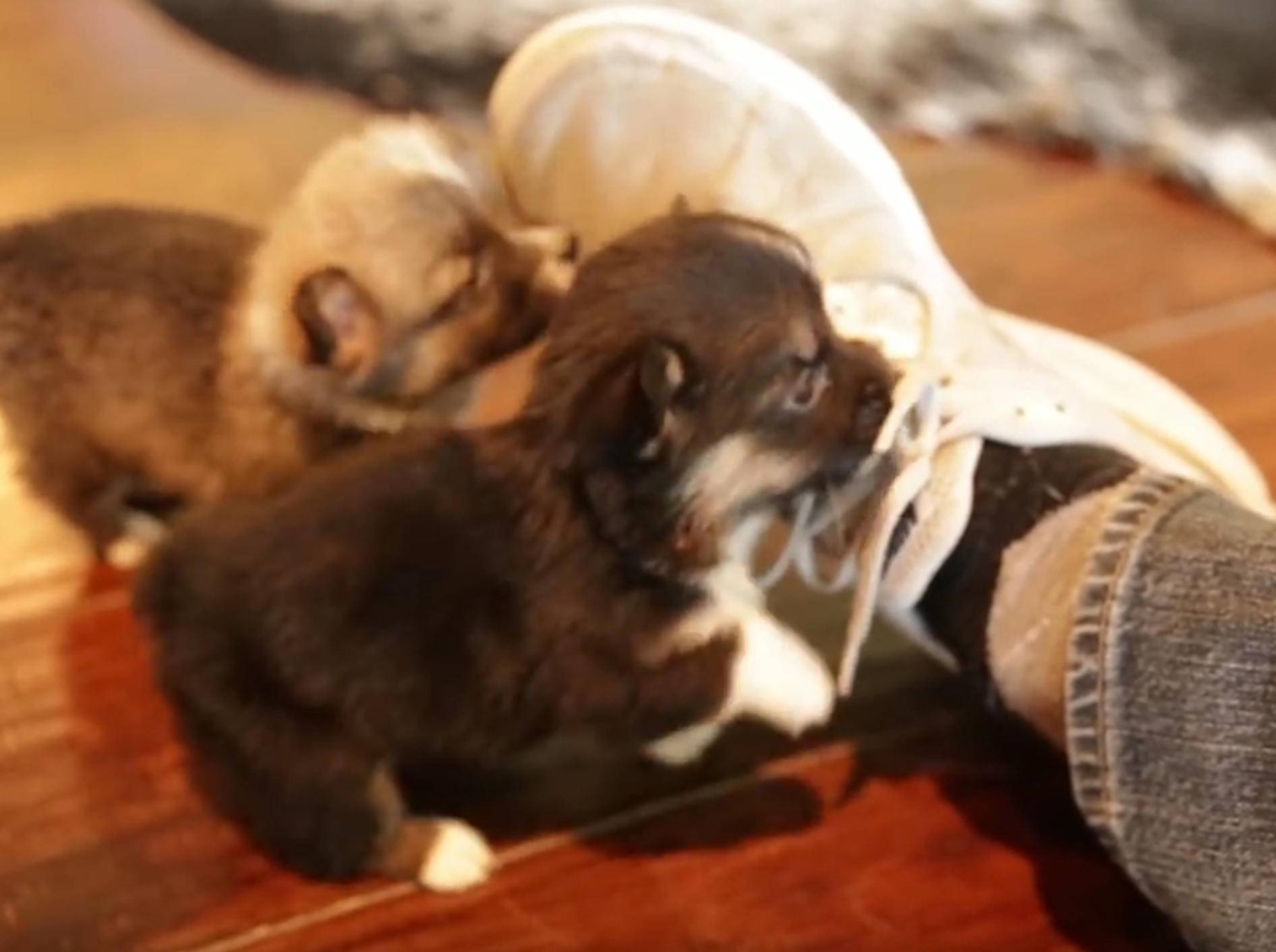 Neugierige Hündchen: Corgi-Welpen zum Dahinschmelzen – BIld: YouTube / The Pet Collective