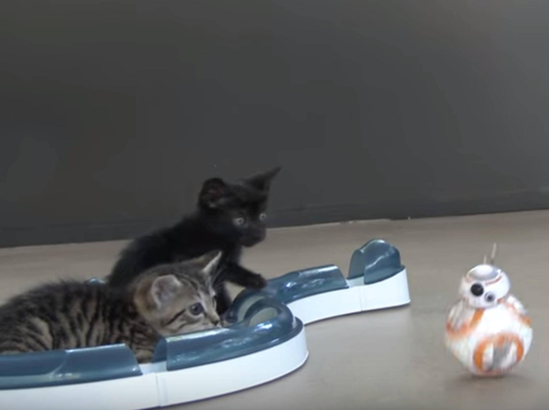 "Was ist denn das?": Kätzchen von Mini-Roboter fasziniert – Bild: YouTube / Big Cat Rescue