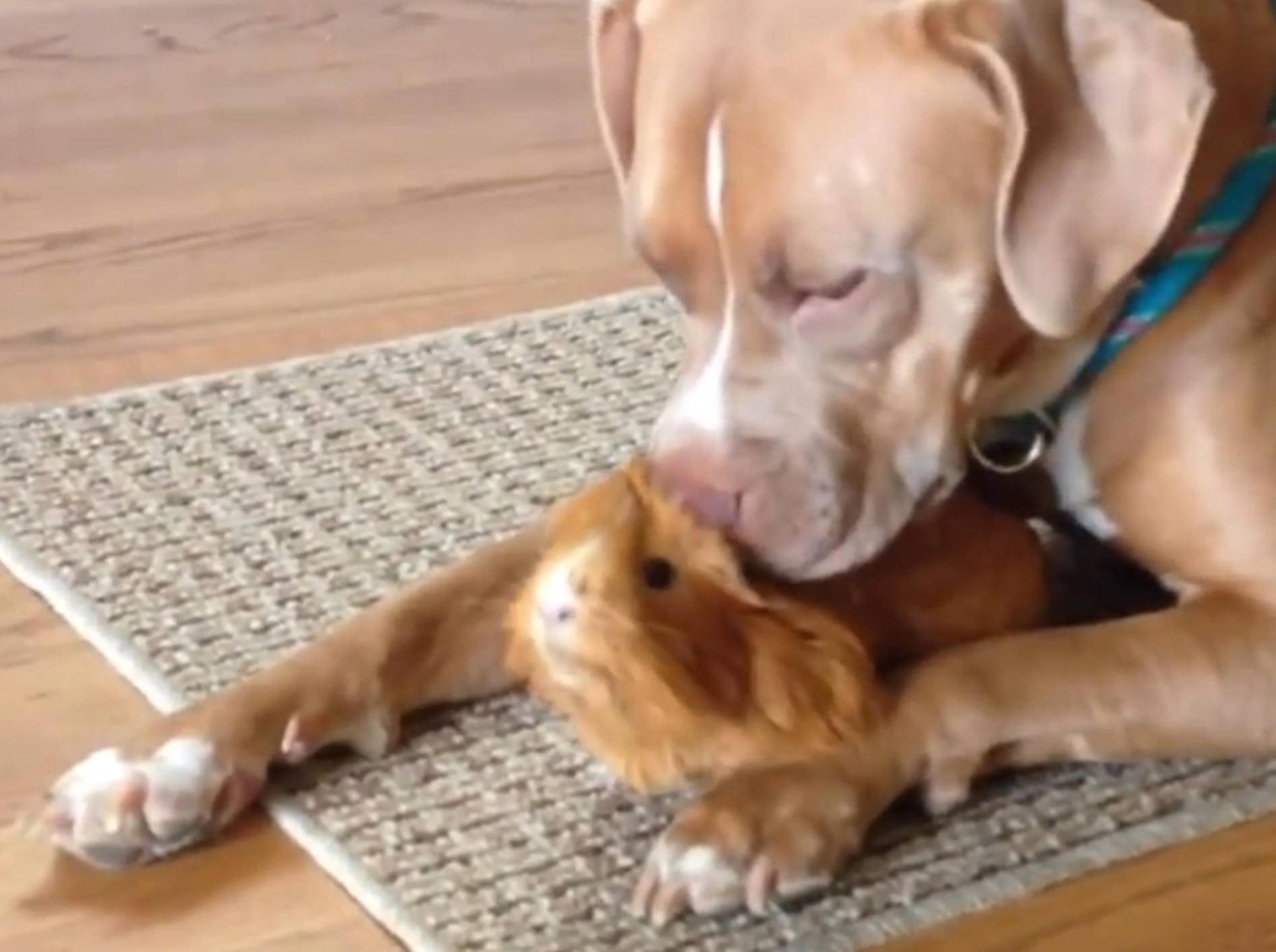 Ein Herz und eine Seele: Pitbulls und Meerschweinchen – Bild: YouTube / The Dodo